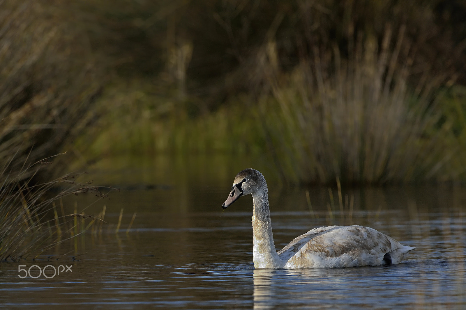 Nikon D7100 sample photo. Swan photography