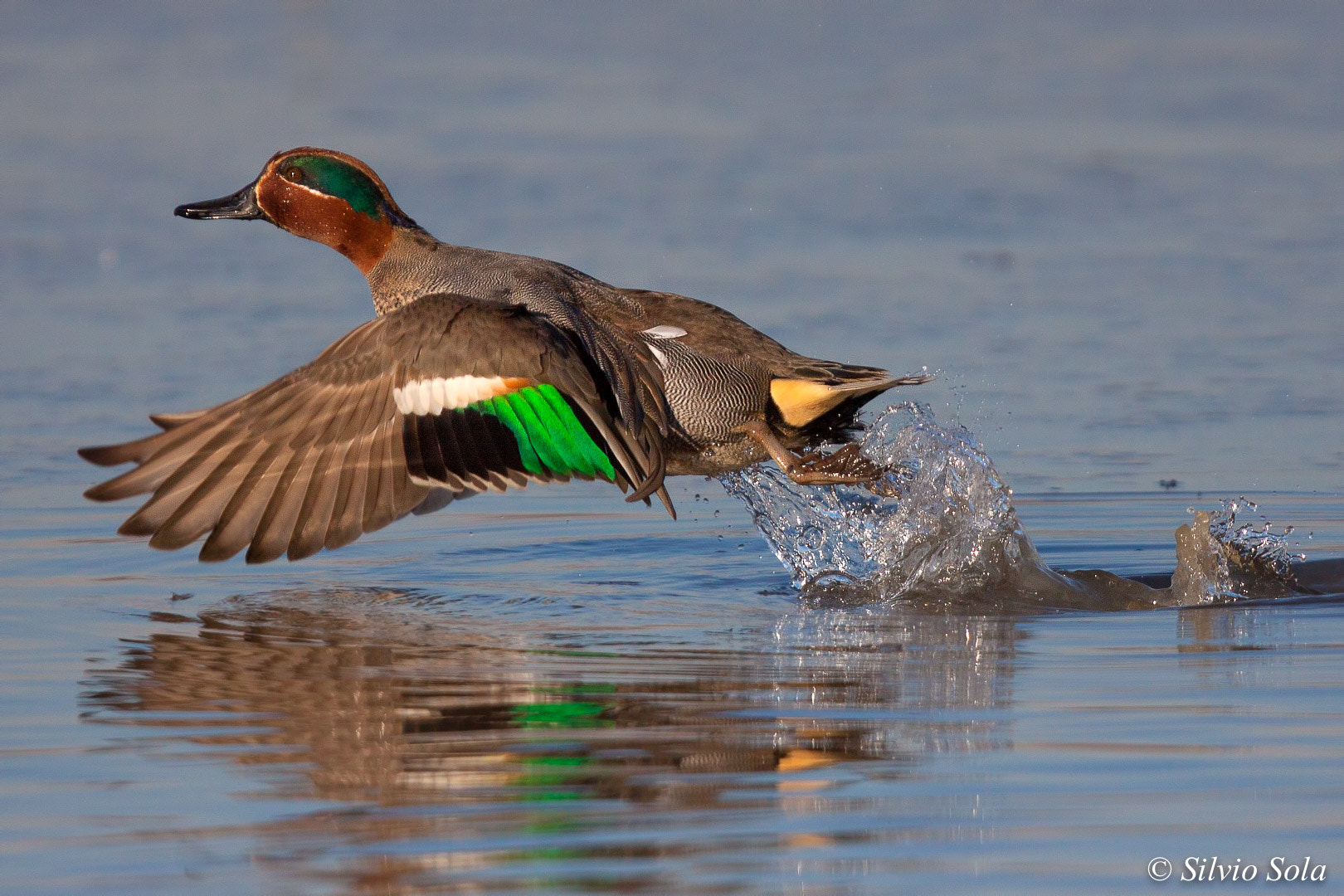 Canon EOS 50D sample photo. Green-winged teal.... photography