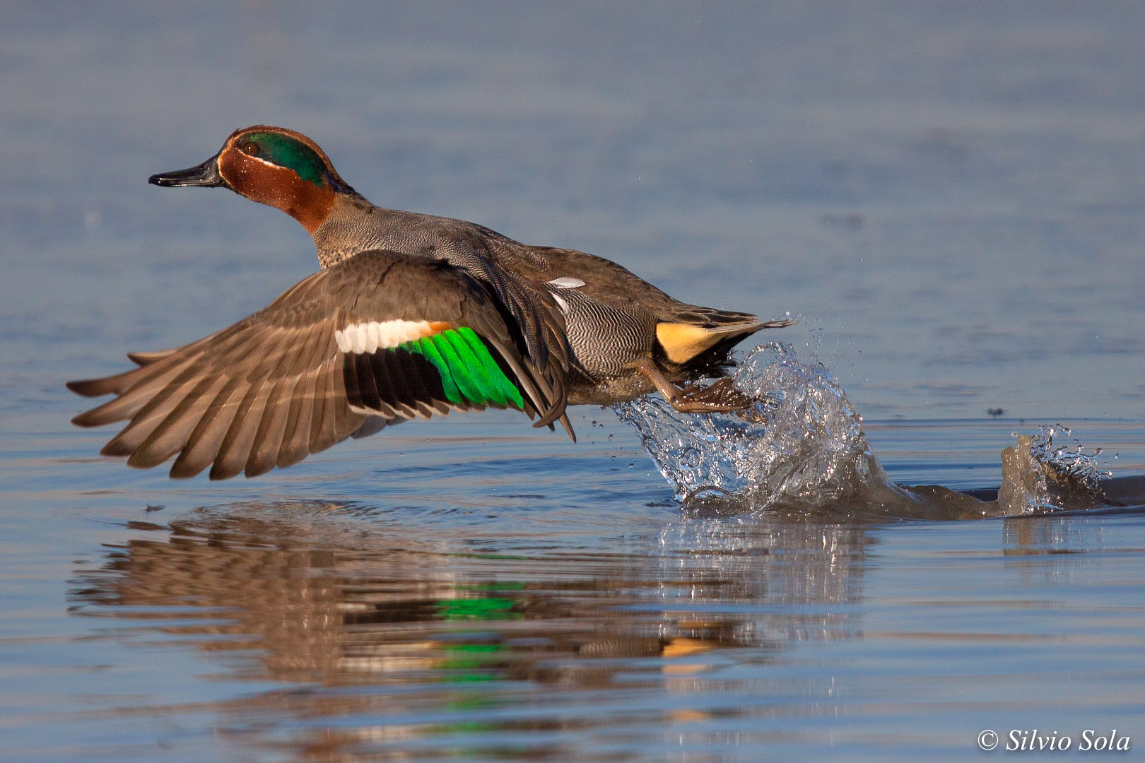 Canon EF 300mm F2.8L IS USM sample photo. Green-winged teal.... photography