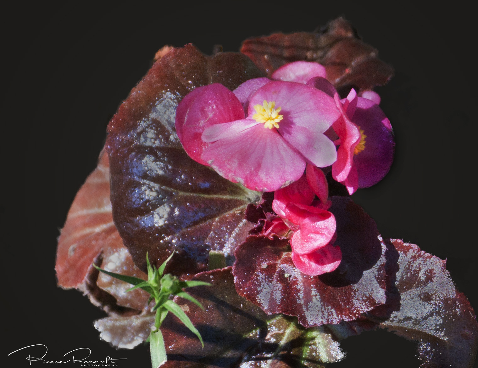 Panasonic Lumix DMC-GH1 sample photo. Untitled flower photography