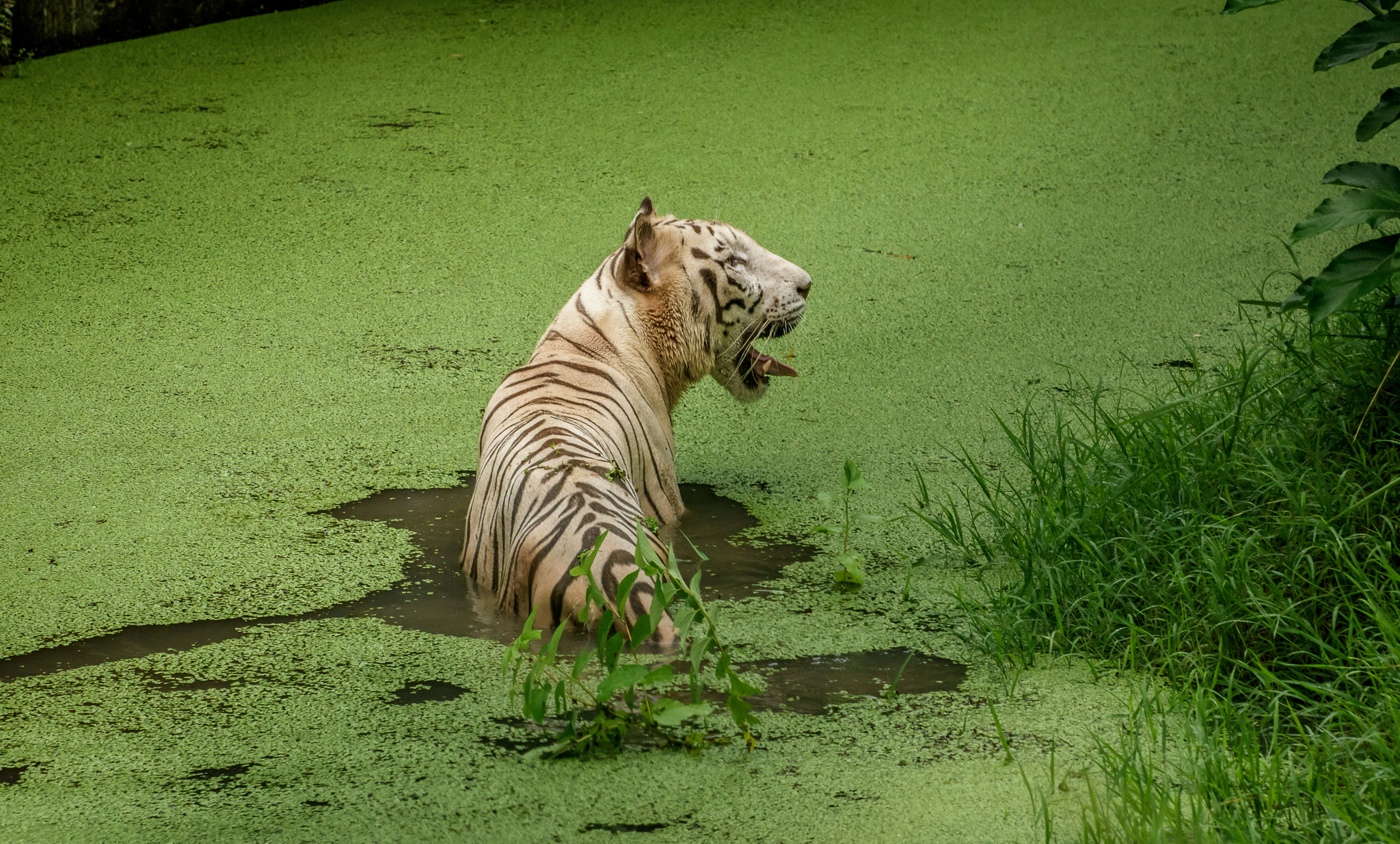 Nikon D5500 sample photo. White tiger. photography