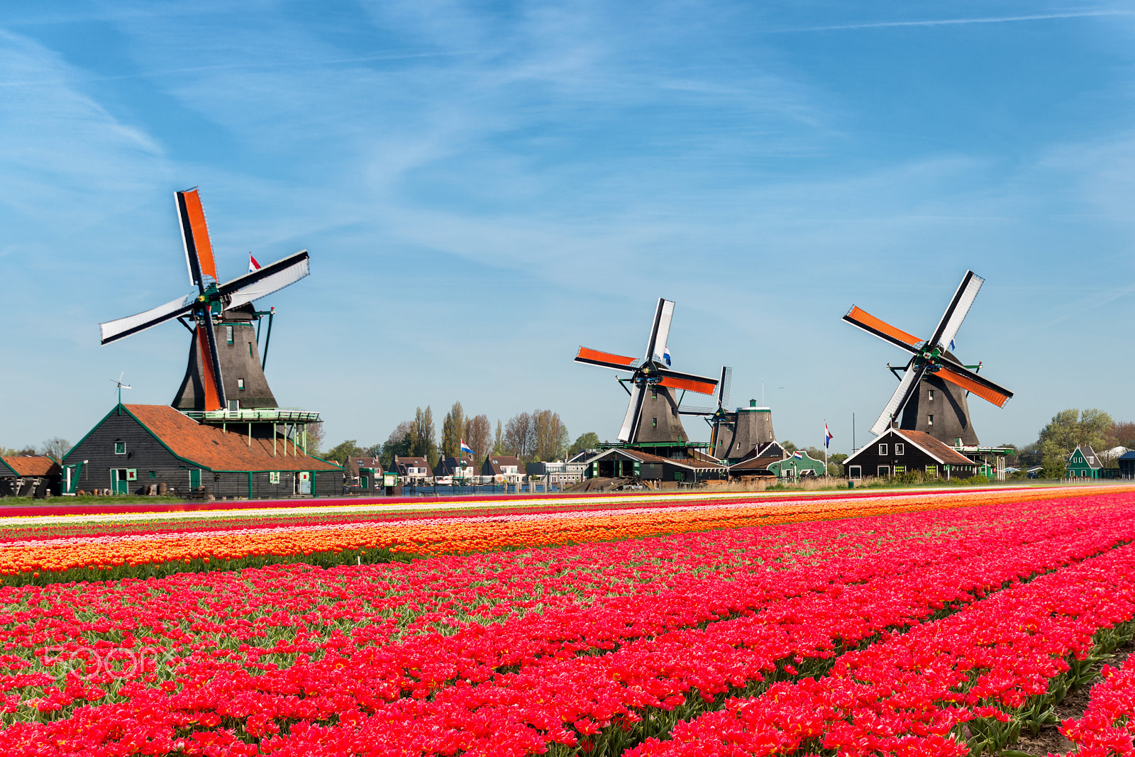 Nikon D800 + Tamron SP AF 70-200mm F2.8 Di LD (IF) MACRO sample photo. Landscape of netherlands bouquet of tulips and windmills in the photography