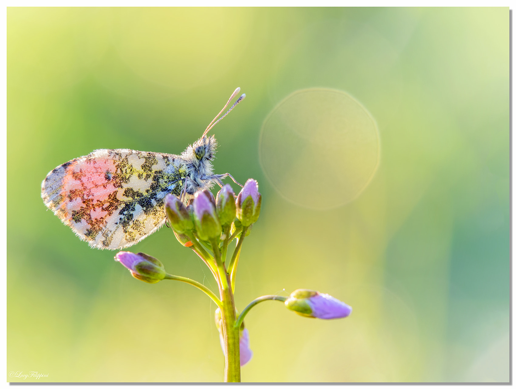 Olympus OM-D E-M1 sample photo. Orange tip ... photography