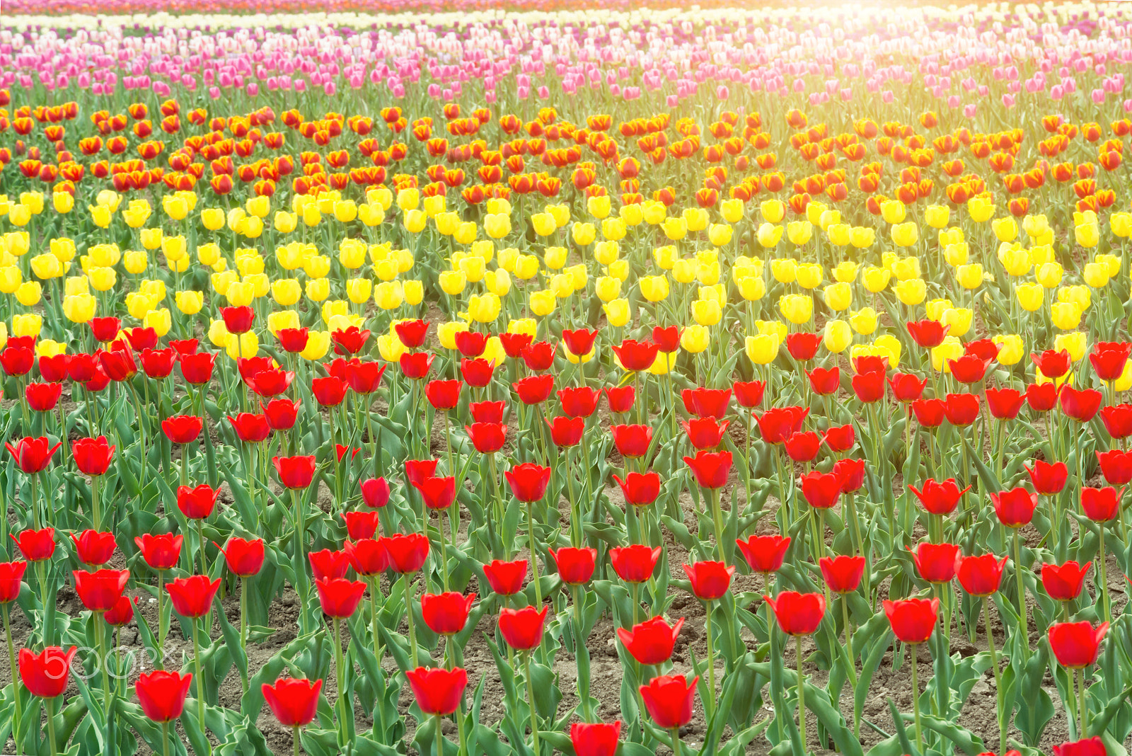 Nikon D800 sample photo. Colorful tulips blooming in spring season in garden at netherlan photography