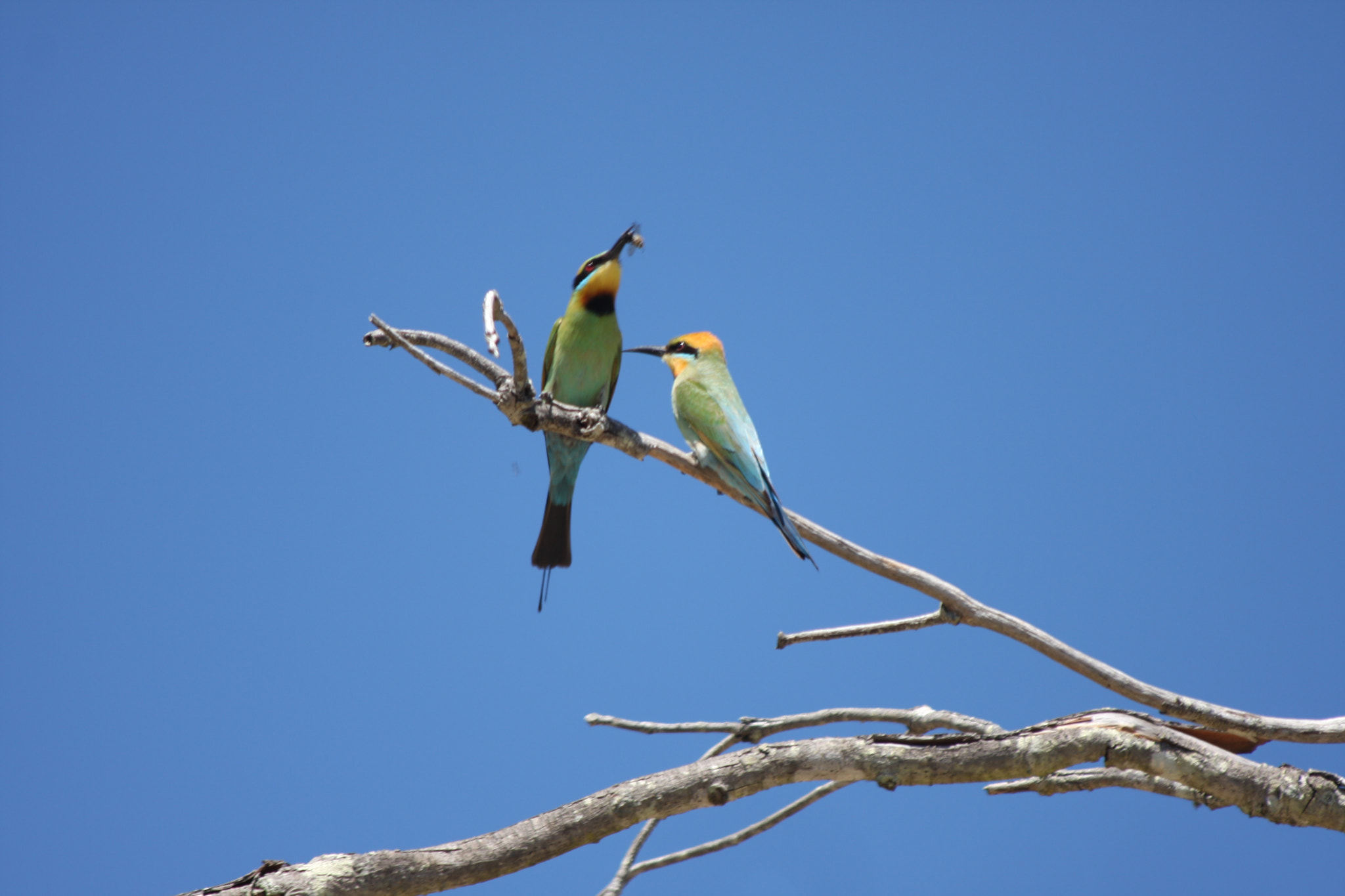 Canon EOS 40D + Canon EF 70-300mm F4-5.6 IS USM sample photo. Pair of birds at inskip point photography