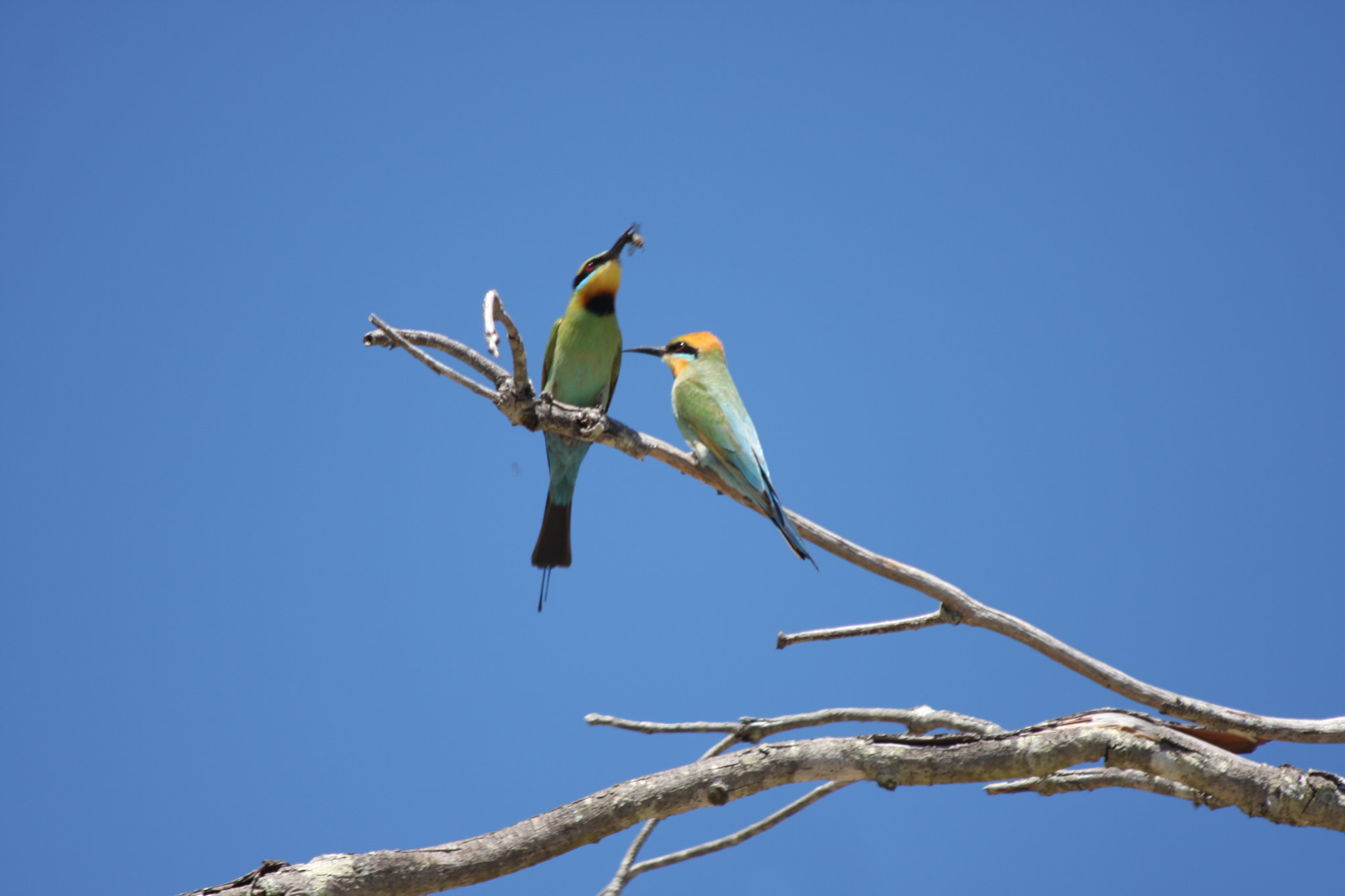 Canon EF 70-300mm F4-5.6 IS USM sample photo. Pair of birds at inskip point photography