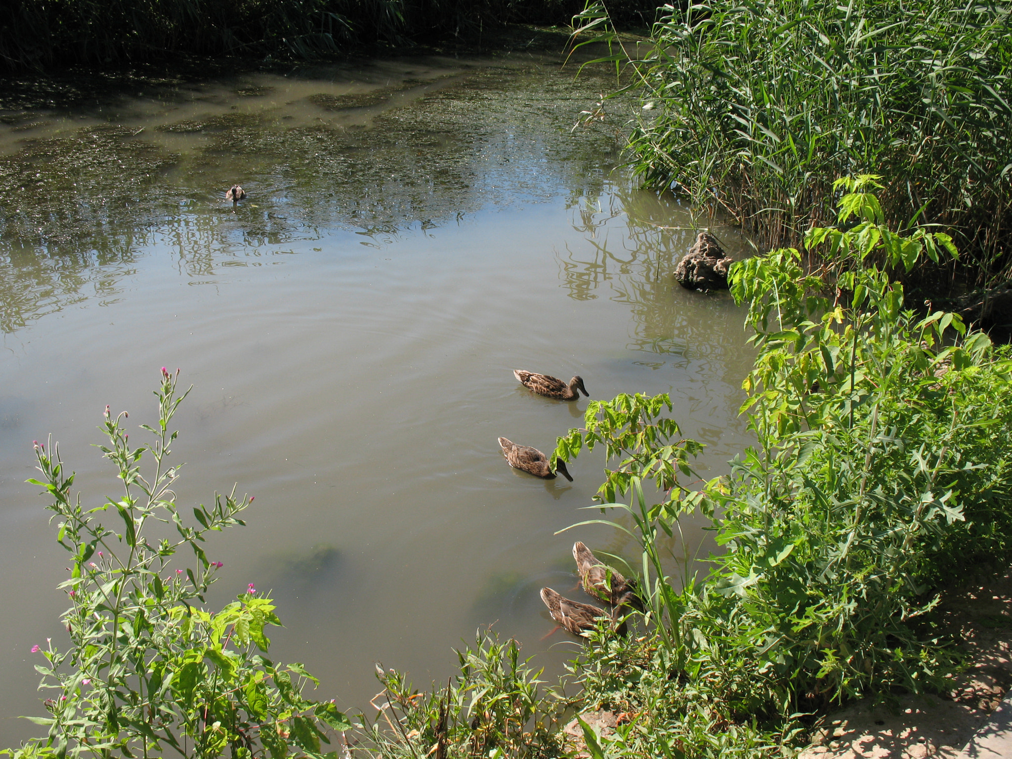 Canon POWERSHOT A630 sample photo. Pond. photography