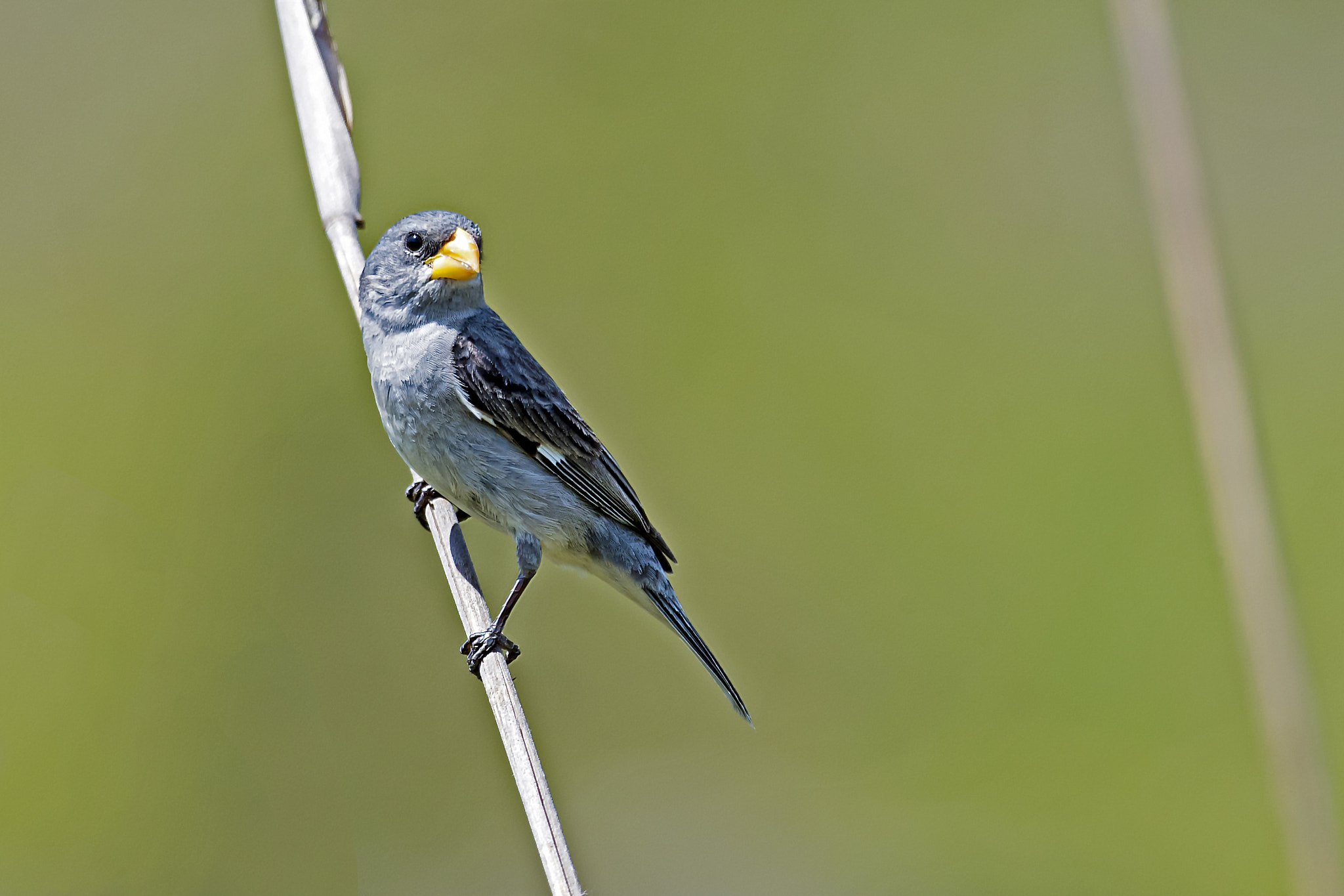 Nikon AF-S Nikkor 800mm F5.6E FL ED VR sample photo. Tropeiro seedeater photography