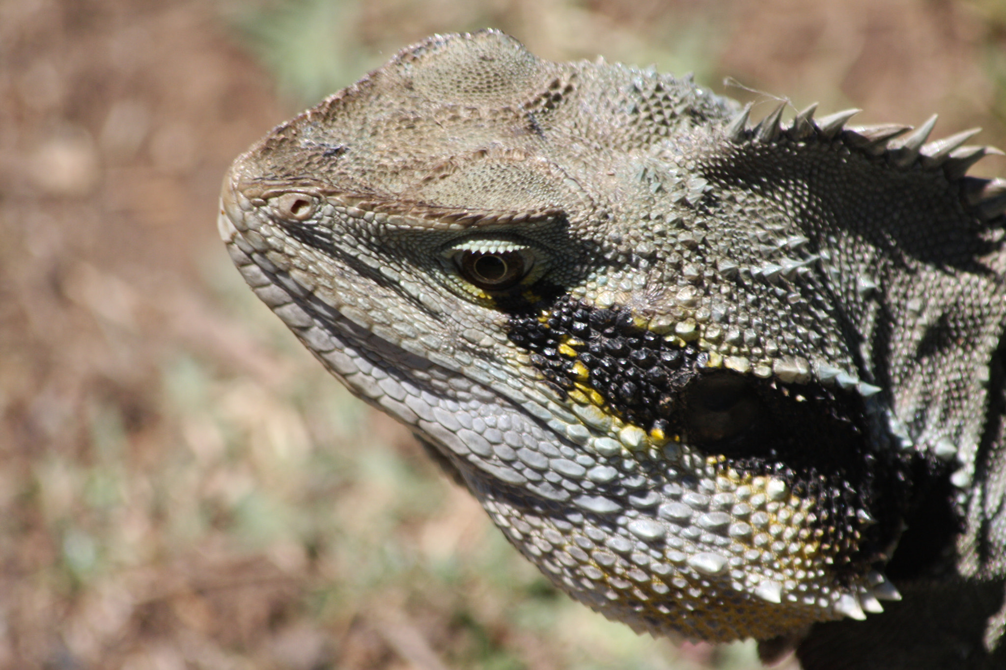 Canon EOS 40D + Canon EF 70-300mm F4-5.6 IS USM sample photo. Australian water dragon? photography