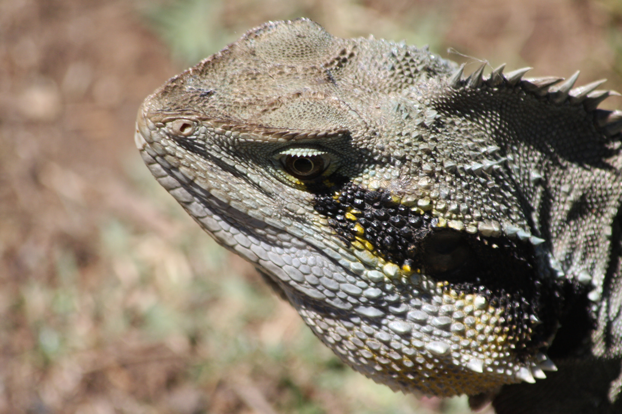 Canon EF 70-300mm F4-5.6 IS USM sample photo. Australian water dragon? photography