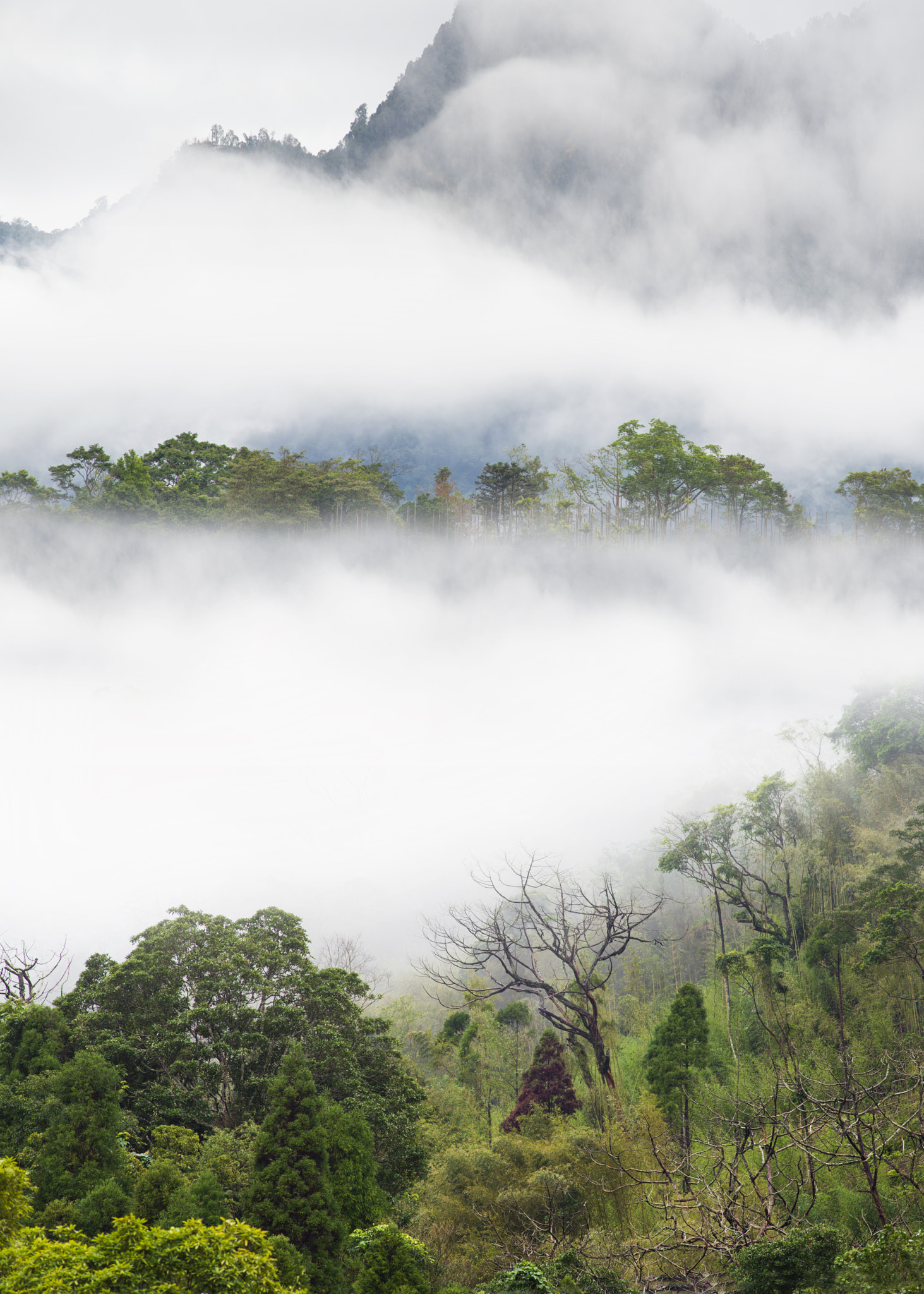 Sigma 50-100mm F1.8 DC HSM Art sample photo. Fogy mountain photography