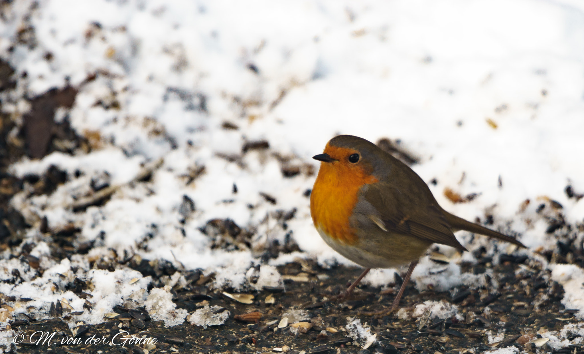 Sony 70-400mm F4-5.6 G SSM sample photo. Rotkehlchen4 photography