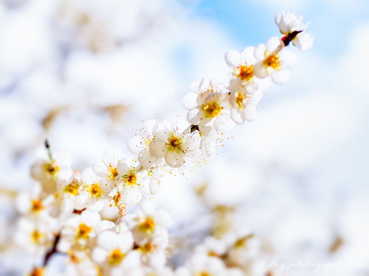 OLYMPUS 50mm Lens sample photo. 梅花 photography