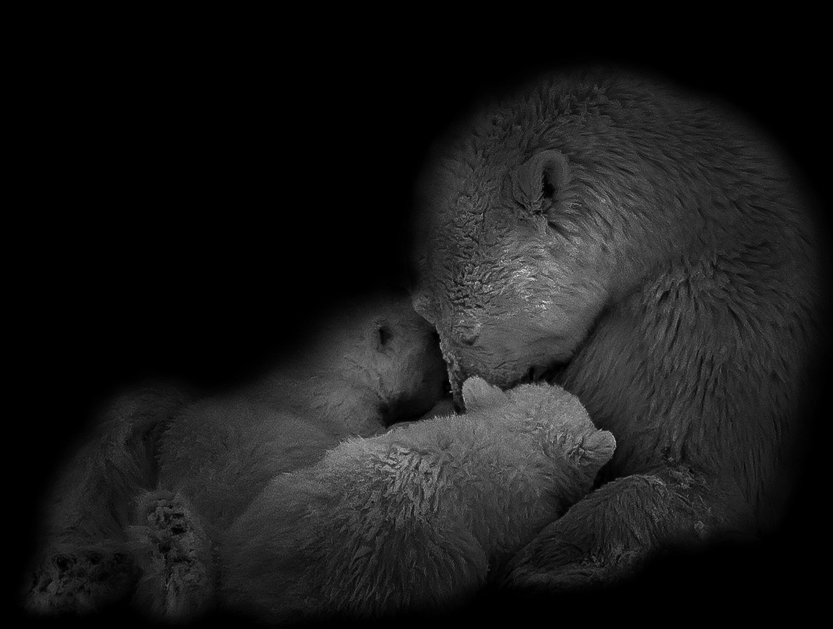 Canon EOS-1D Mark IV + Canon EF 800mm F5.6L IS USM sample photo. Polar bear love photography