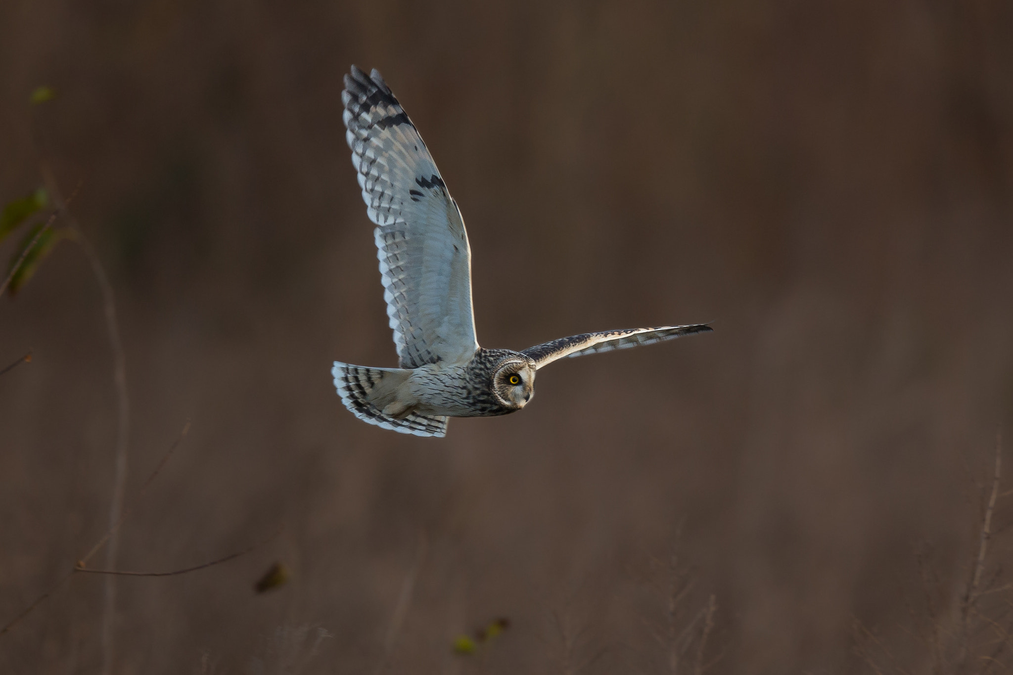 Canon EF 800mm F5.6L IS USM sample photo. ひらりひらりと音もなく photography