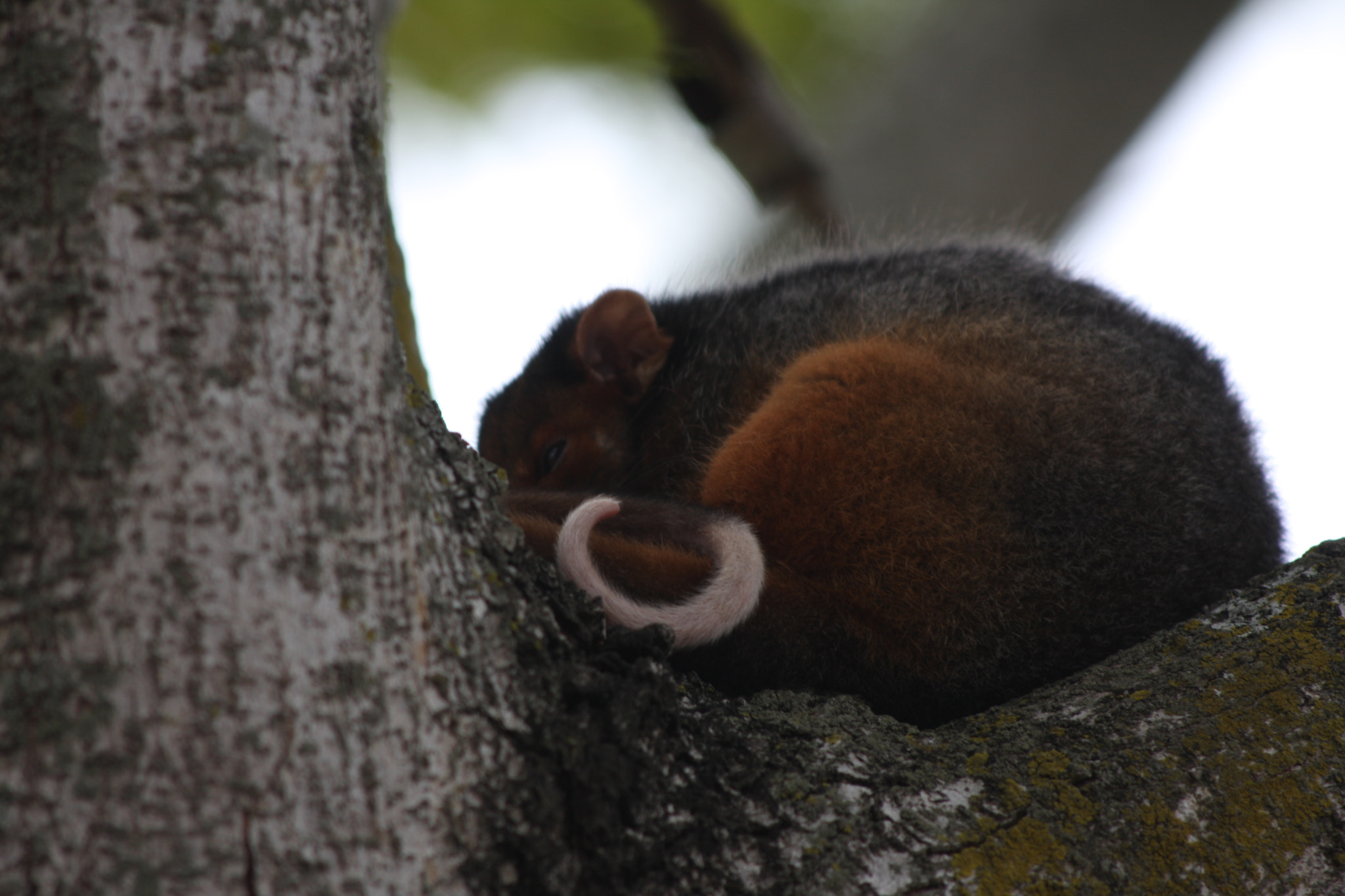 Canon EF 70-300mm F4-5.6 IS USM sample photo. Possum up a tree photography