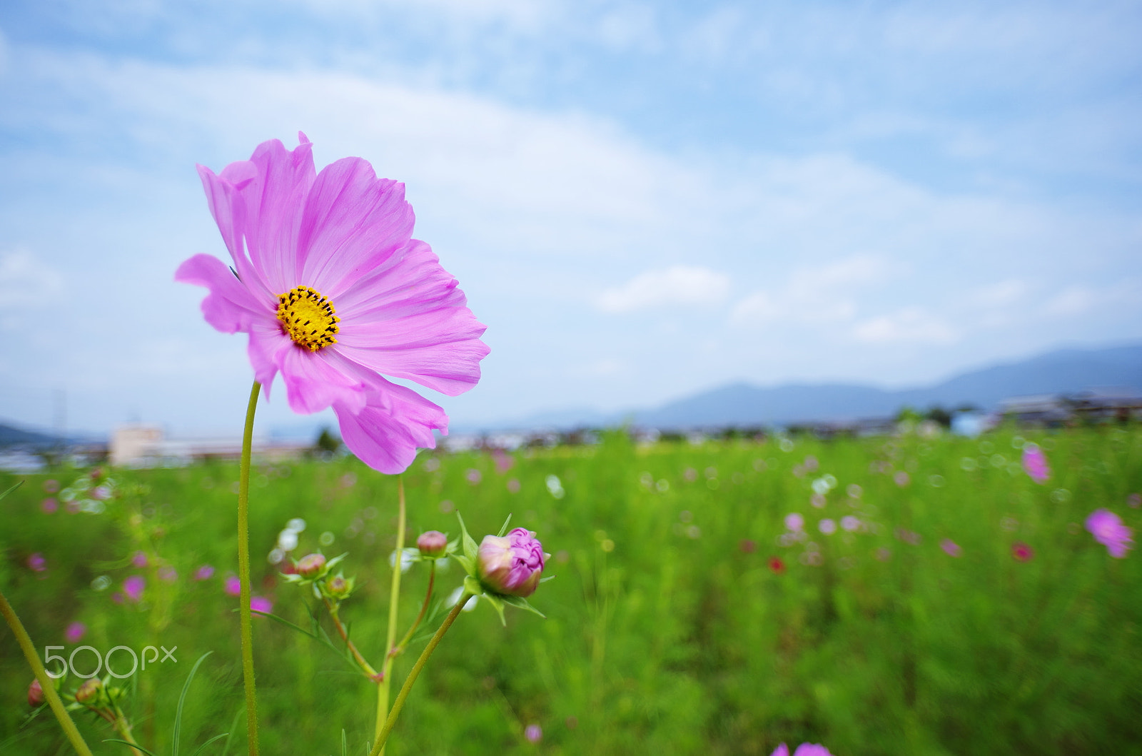 Pentax K-50 sample photo. Blooming in autumn wind photography