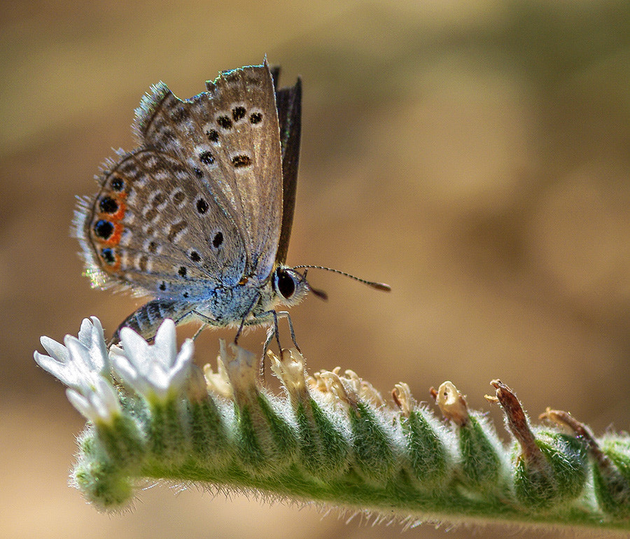 smc PENTAX-FA Macro 100mm F2.8 sample photo. Buterfly photography