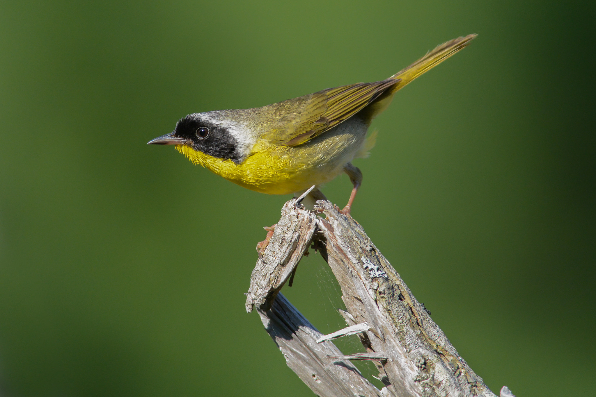 Nikon AF-S Nikkor 300mm F2.8G ED-IF VR sample photo. Common yellowthroat photography