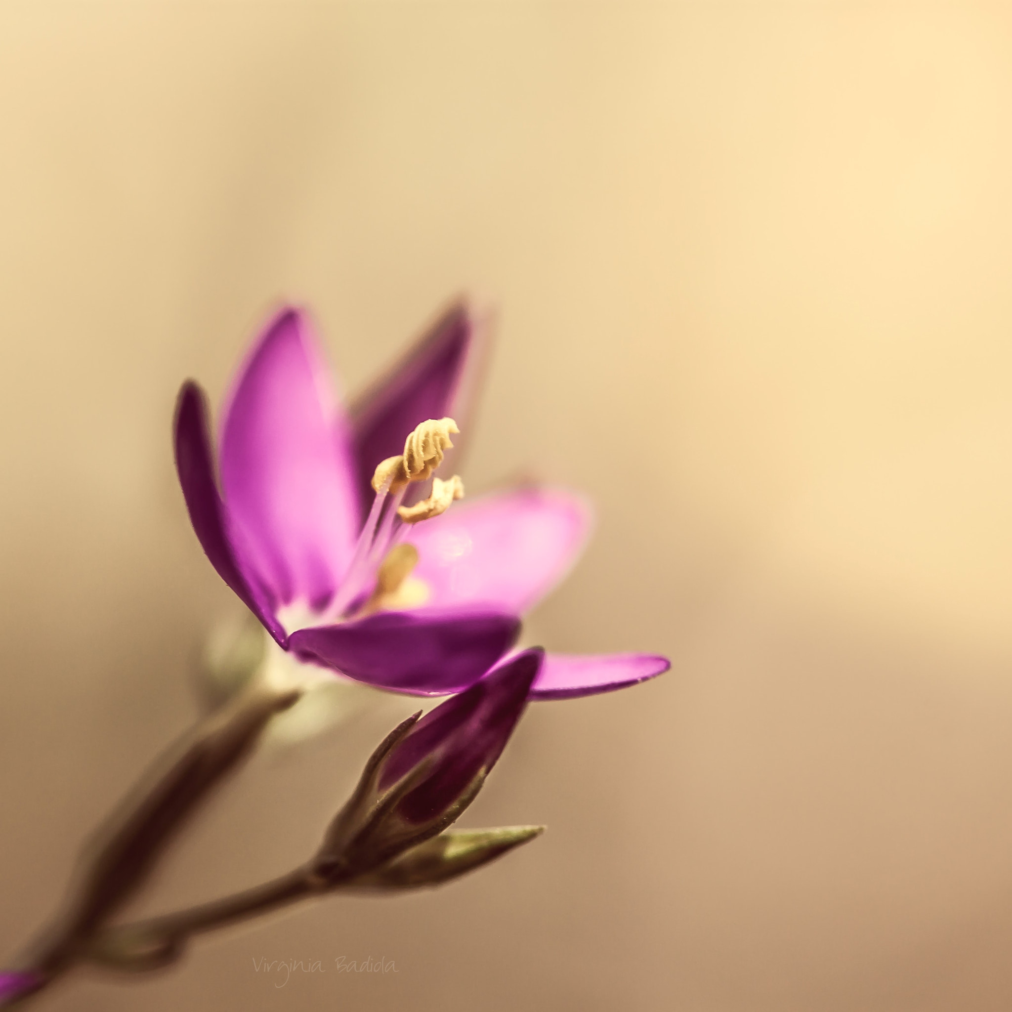 Canon EF-S 60mm F2.8 Macro USM sample photo. *** photography