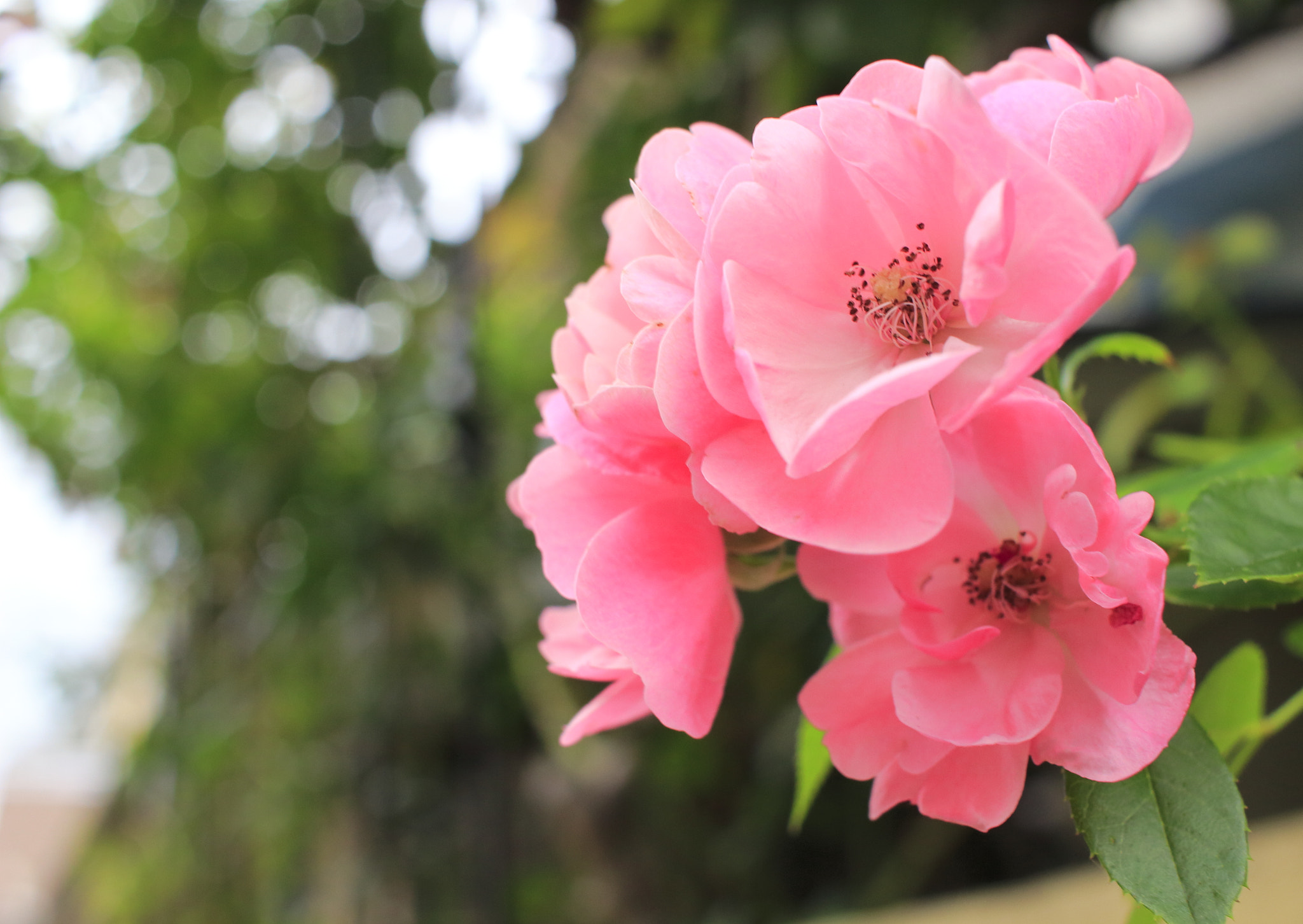 Canon EOS 100D (EOS Rebel SL1 / EOS Kiss X7) sample photo. Pink flower photography