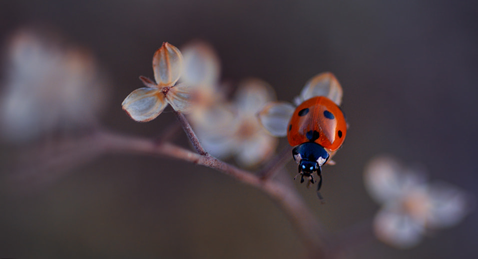 Nikon D7100 + Nikon AF Micro-Nikkor 60mm F2.8D sample photo. Uğur böceği photography