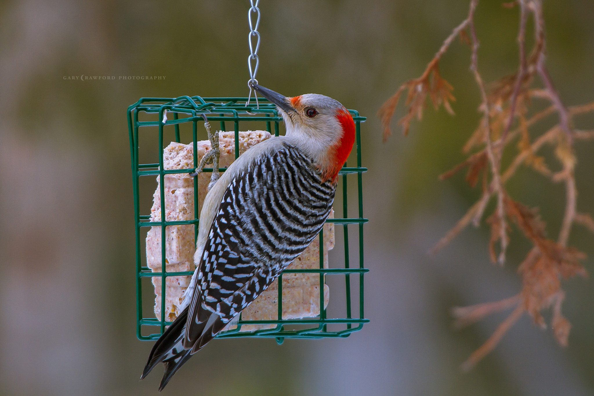 Canon EOS 7D + Sigma 50-500mm F4.5-6.3 DG OS HSM sample photo. Red bellied woodpecker photography