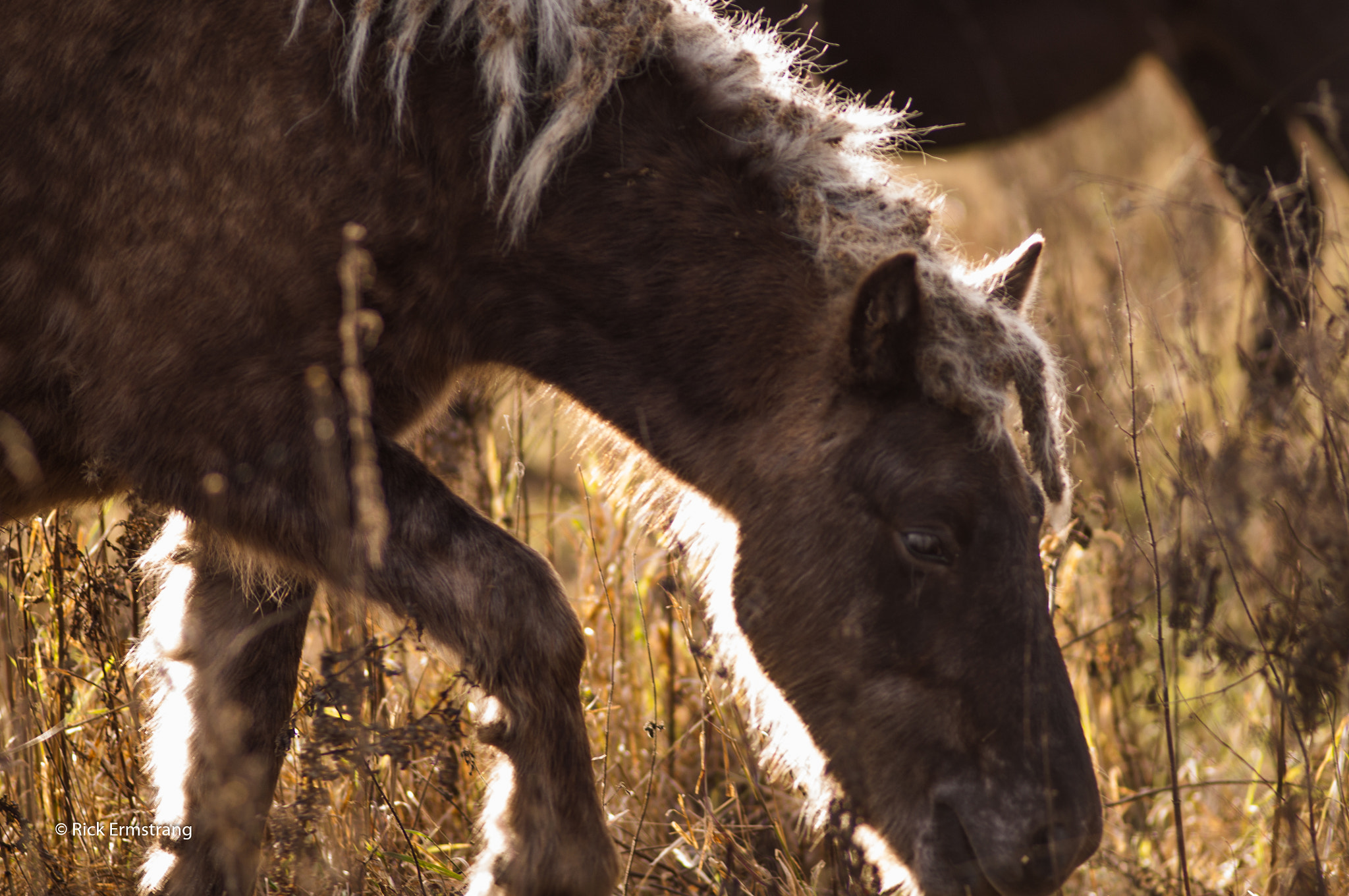 AF Nikkor 180mm f/2.8 IF-ED sample photo. Wild horses photography