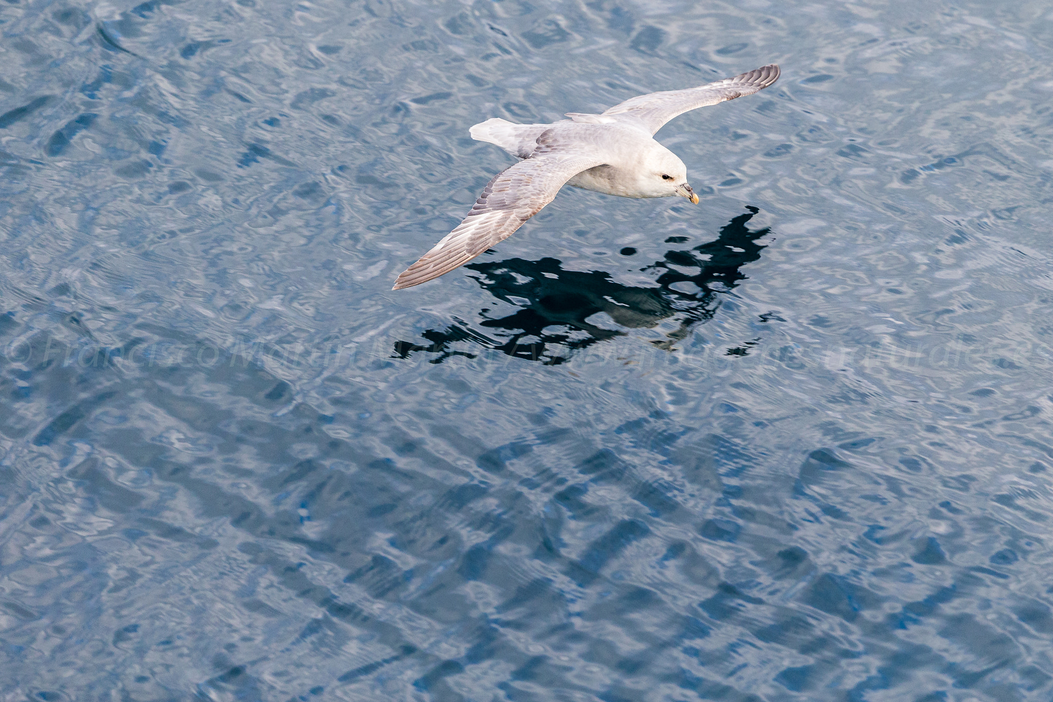Canon EF 500mm F4L IS II USM sample photo. Northern fulmar photography