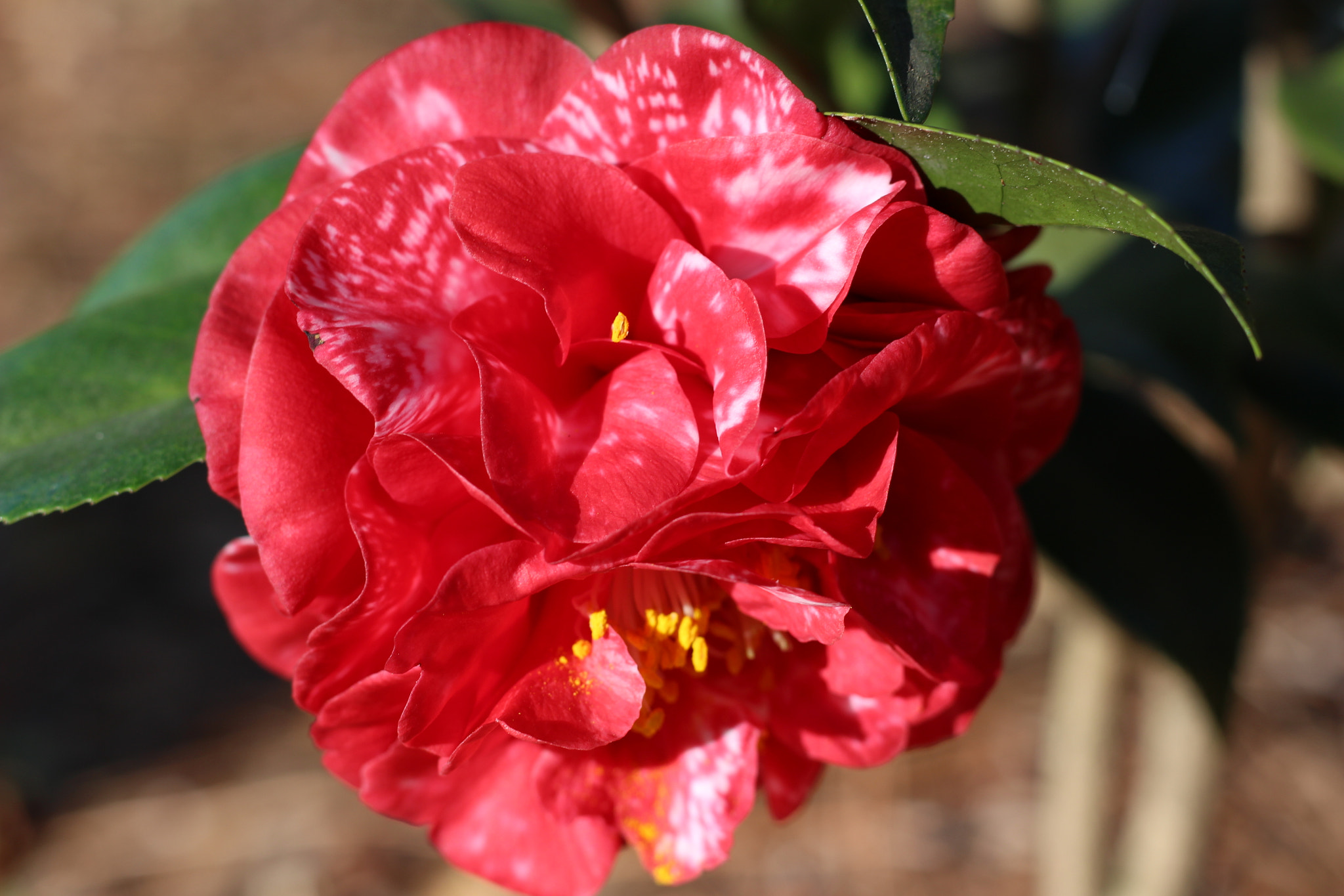 Canon EOS 100D (EOS Rebel SL1 / EOS Kiss X7) sample photo. Magic city photography
