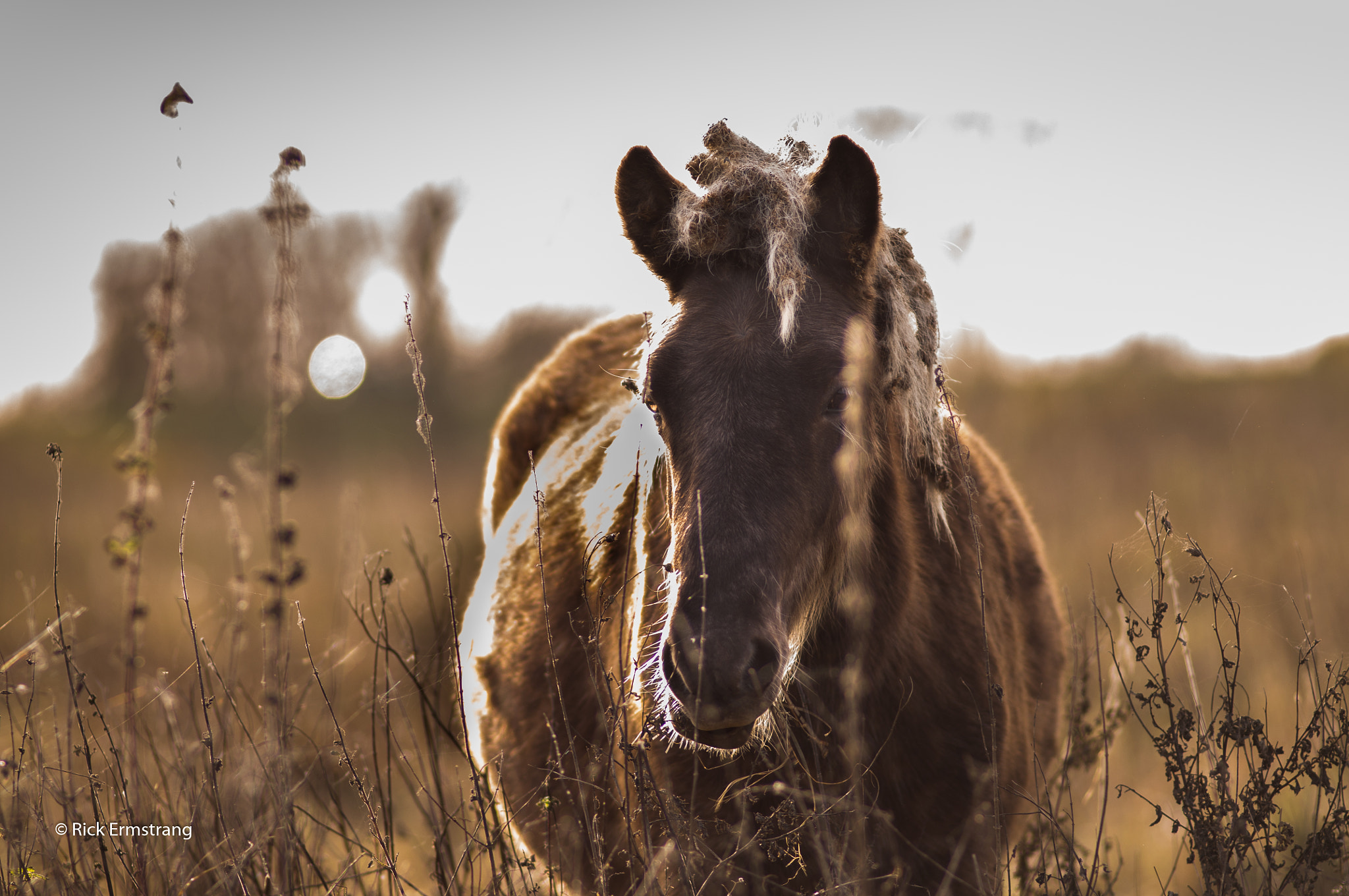 AF Nikkor 180mm f/2.8 IF-ED sample photo. Wild horses photography
