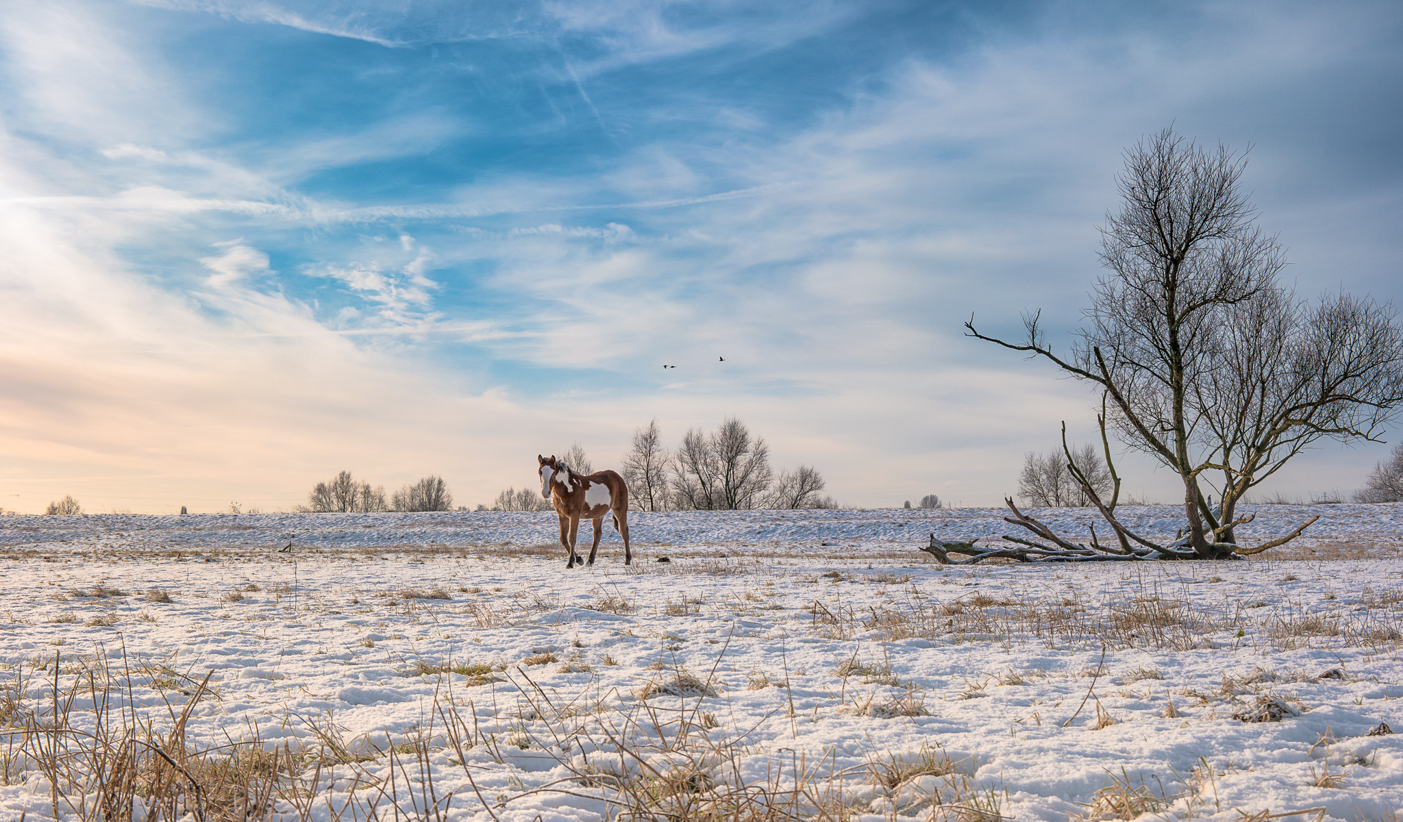 Samsung NX1 sample photo. Winter in the netherlands photography