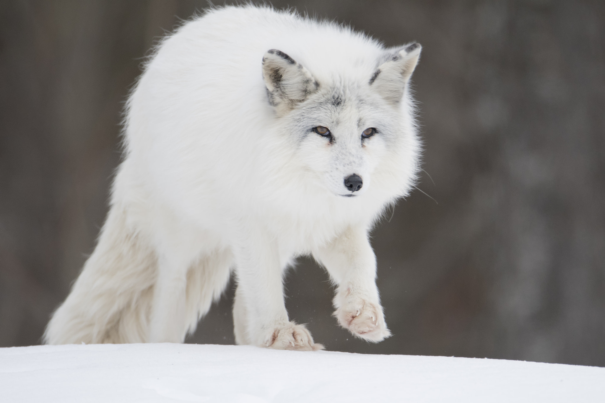 Nikon D500 + Nikon AF-S Nikkor 600mm F4G ED VR sample photo. Stepping out in the cold... photography