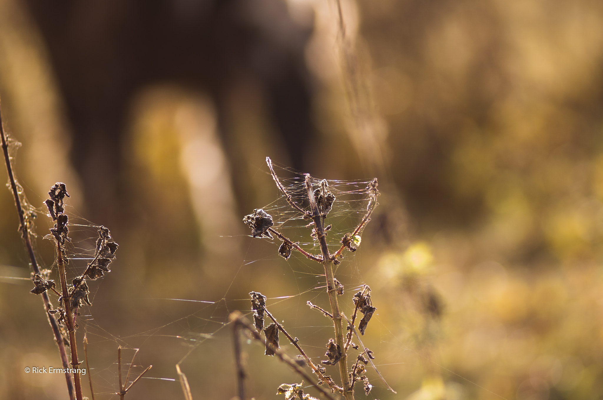 AF Nikkor 180mm f/2.8 IF-ED sample photo. Web photography