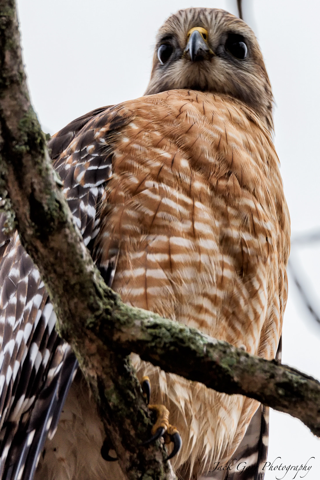 Canon EOS 5DS + 150-600mm F5-6.3 DG OS HSM | Sports 014 sample photo. Red-shouldered hawk looking at cameria photography