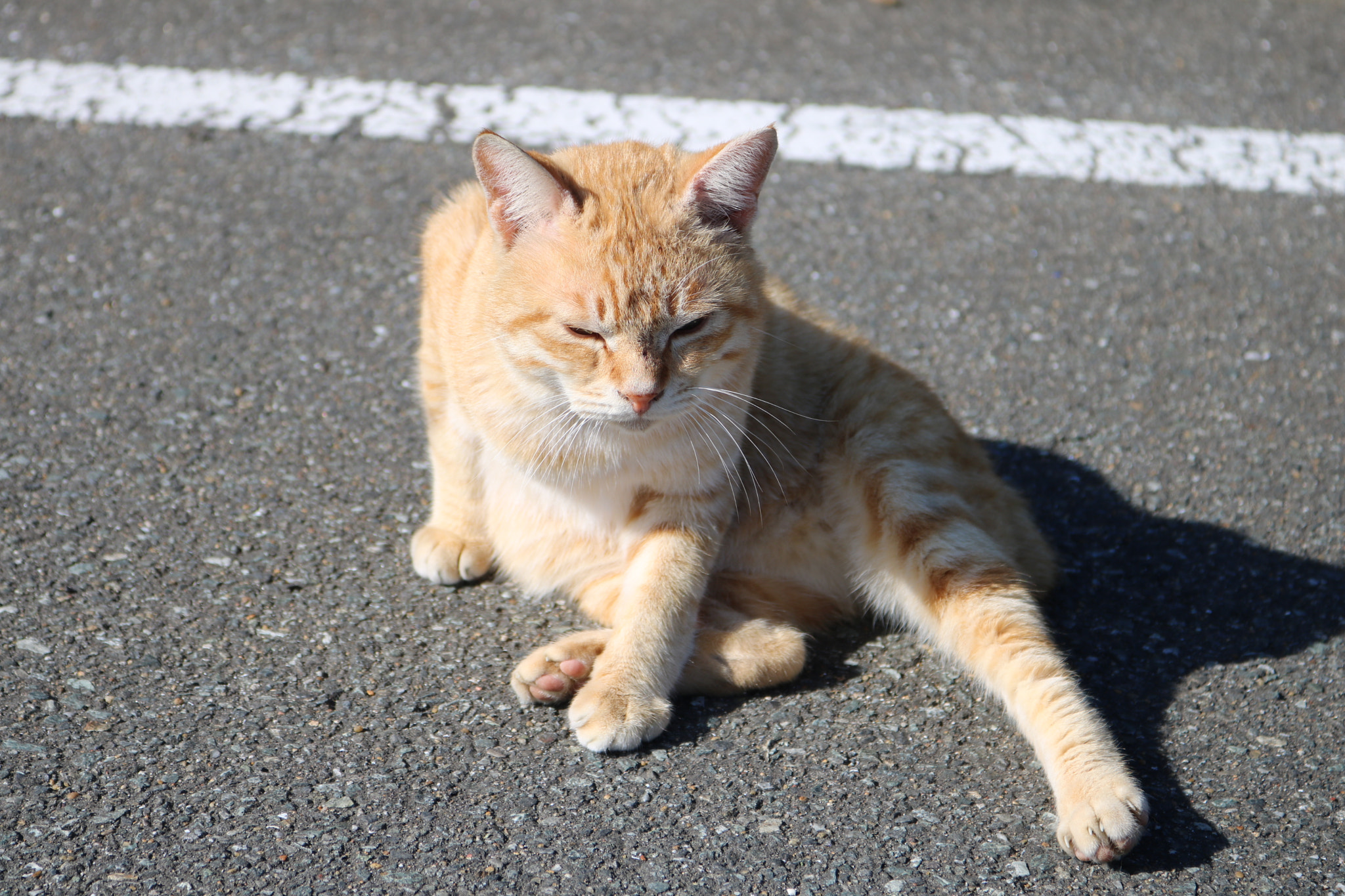 Canon EOS 750D (EOS Rebel T6i / EOS Kiss X8i) + Canon EF-S 18-55mm F3.5-5.6 IS STM sample photo. Cat photography