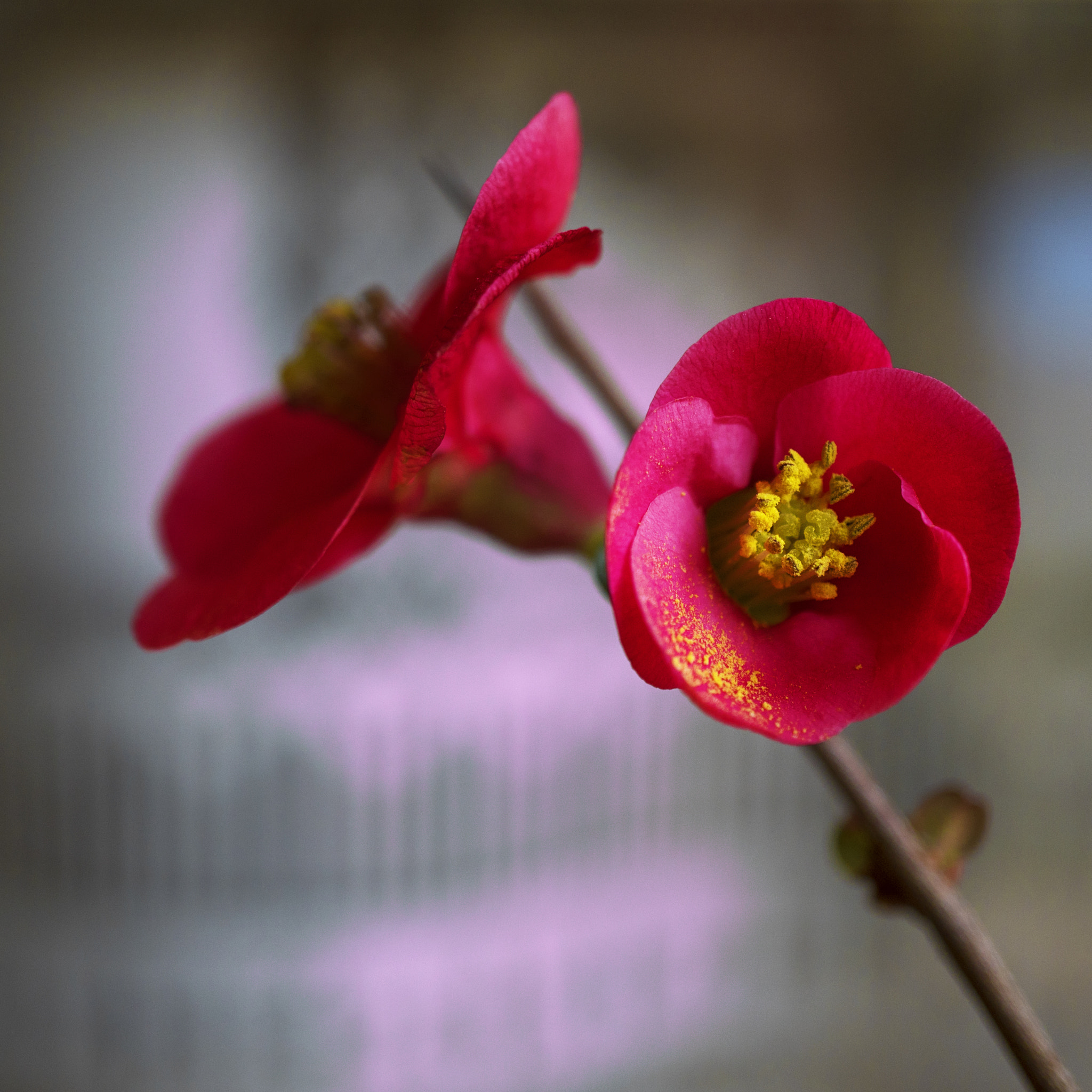 Sony a7R II + Sony E 30mm F3.5 Macro sample photo. Flowers (✿‿✿) photography