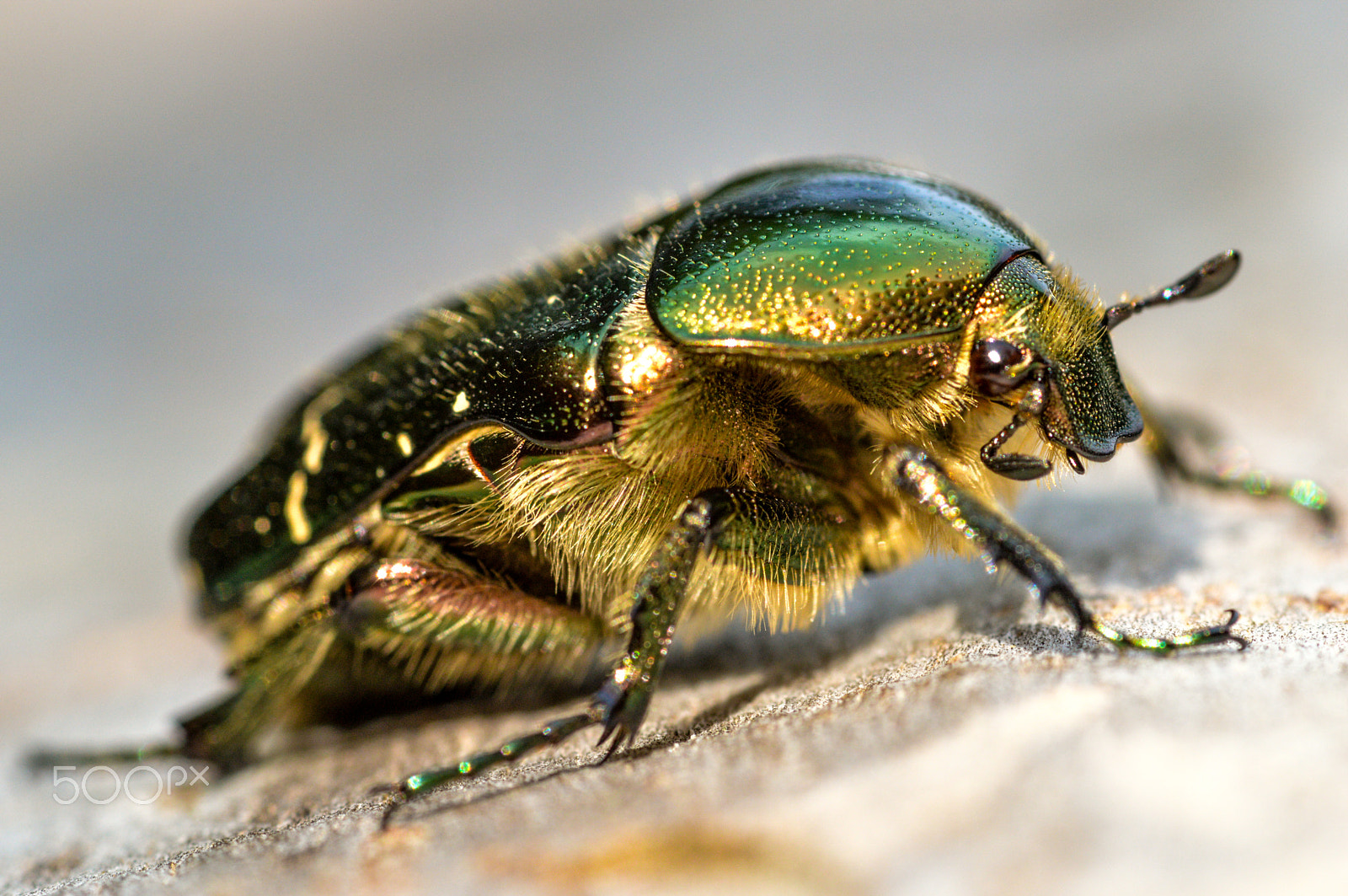 Nikon D3200 + Sigma 105mm F2.8 EX DG Macro sample photo. Cetonia aurata photography