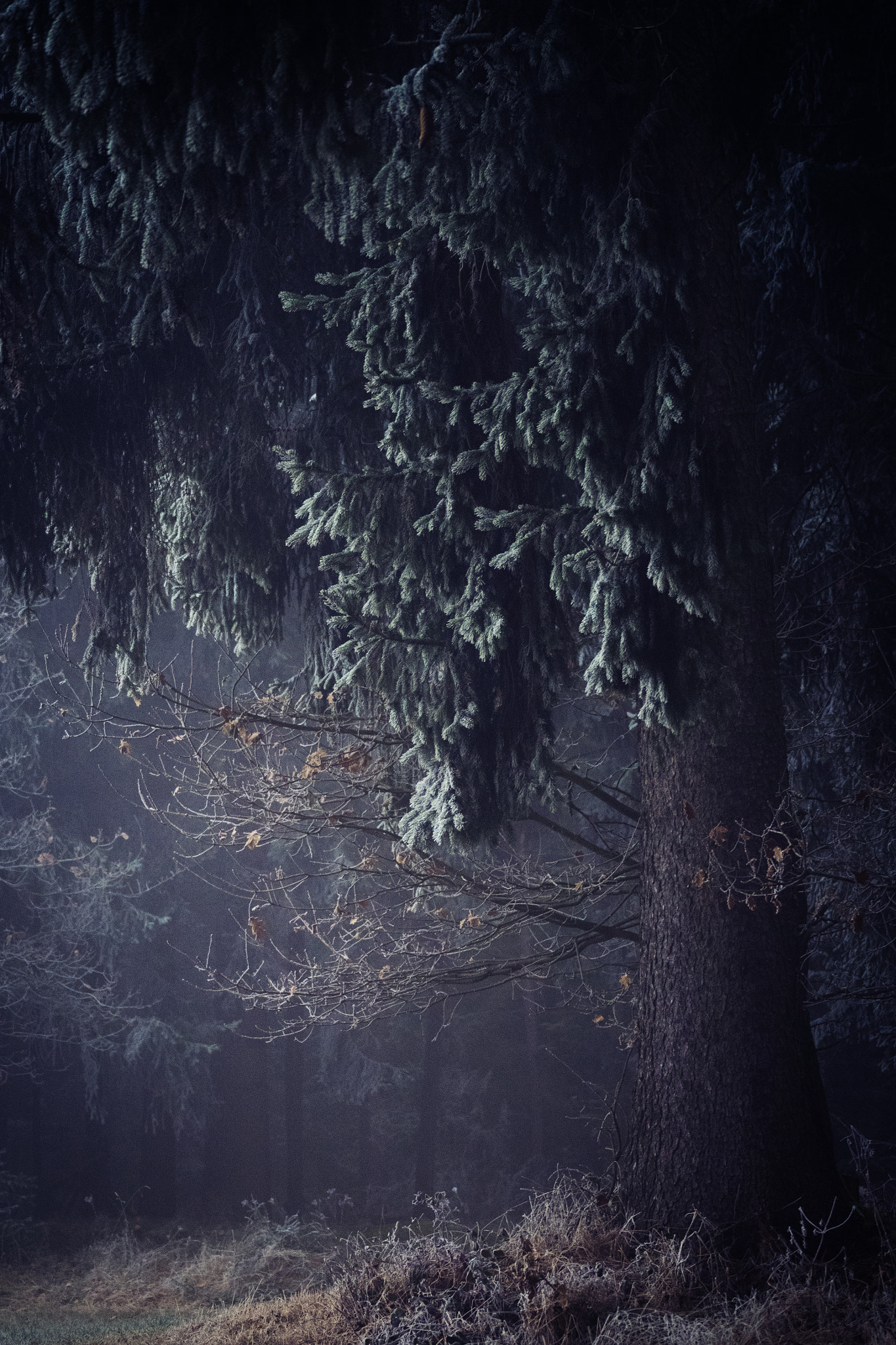 Olympus OM-D E-M1 sample photo. Don't be afraid of the wolf photography