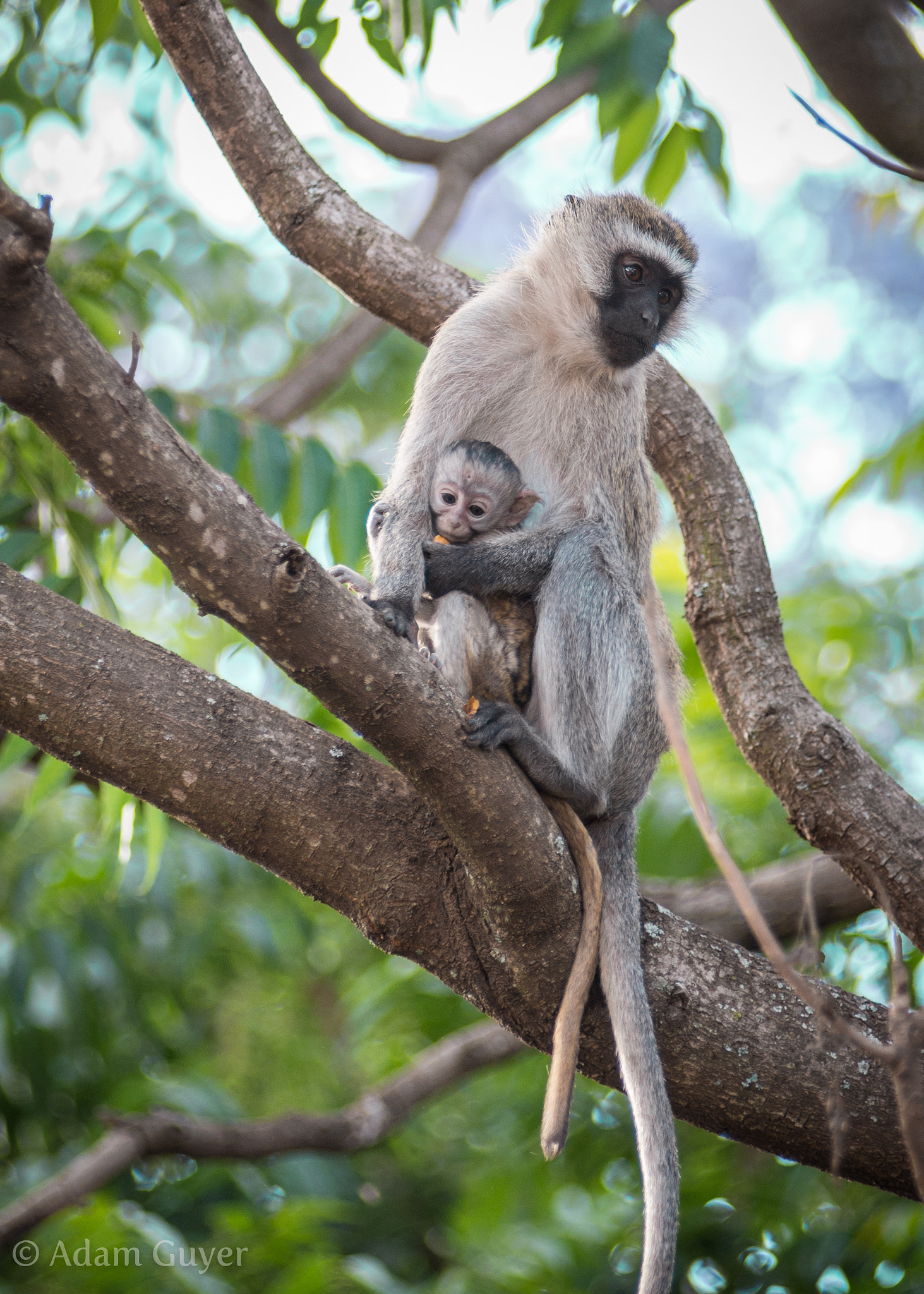 Nikon AF-Nikkor 80-200mm F2.8D ED sample photo. Mother&child photography