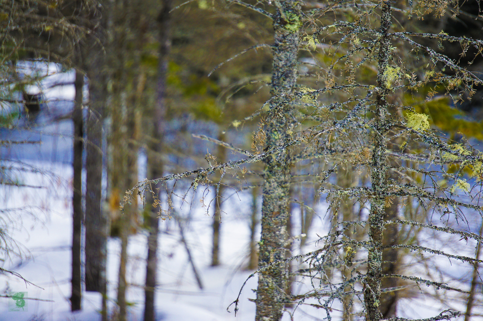 Sony Alpha NEX-3 sample photo. Bog photography