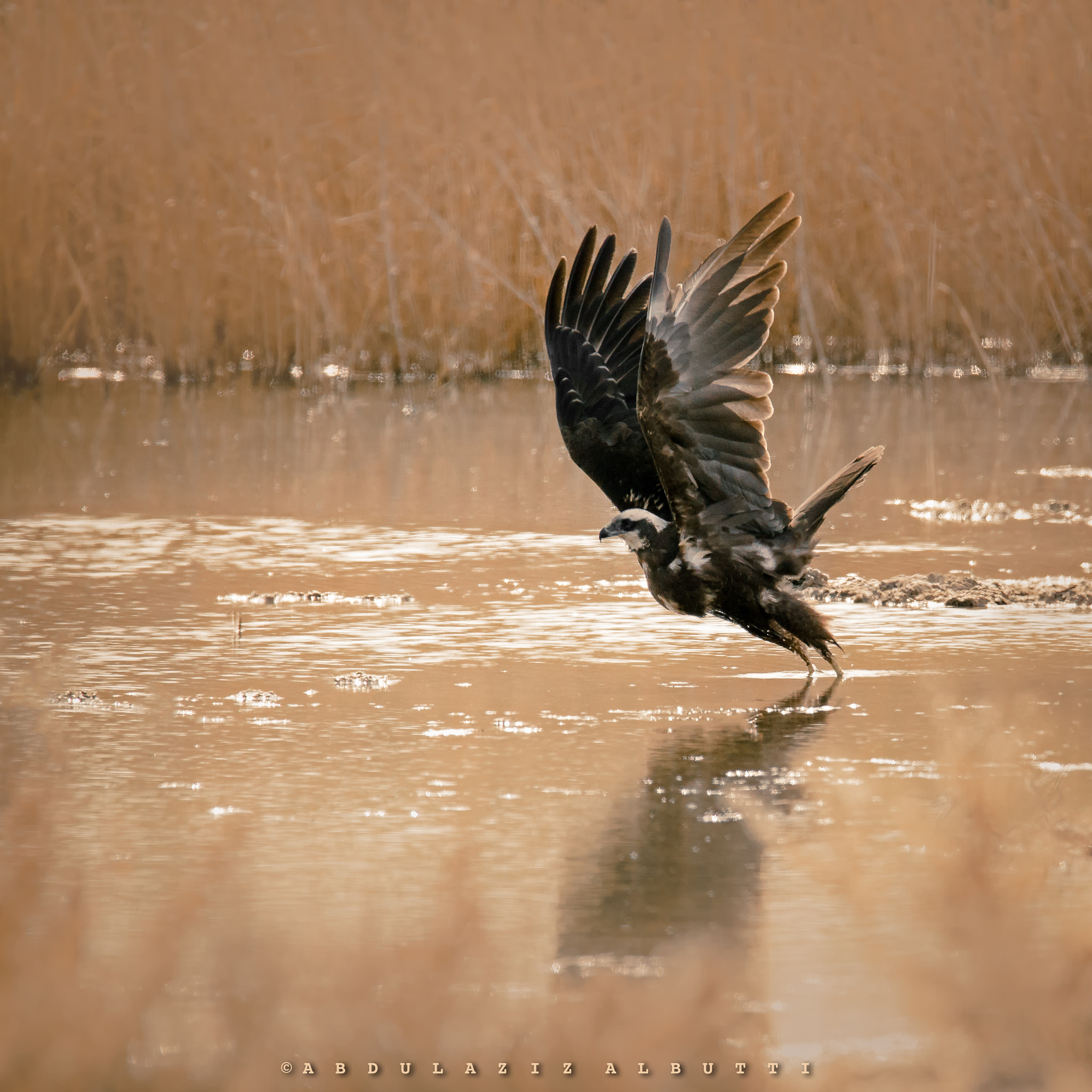 Sigma 150-600mm F5-6.3 DG OS HSM | C sample photo