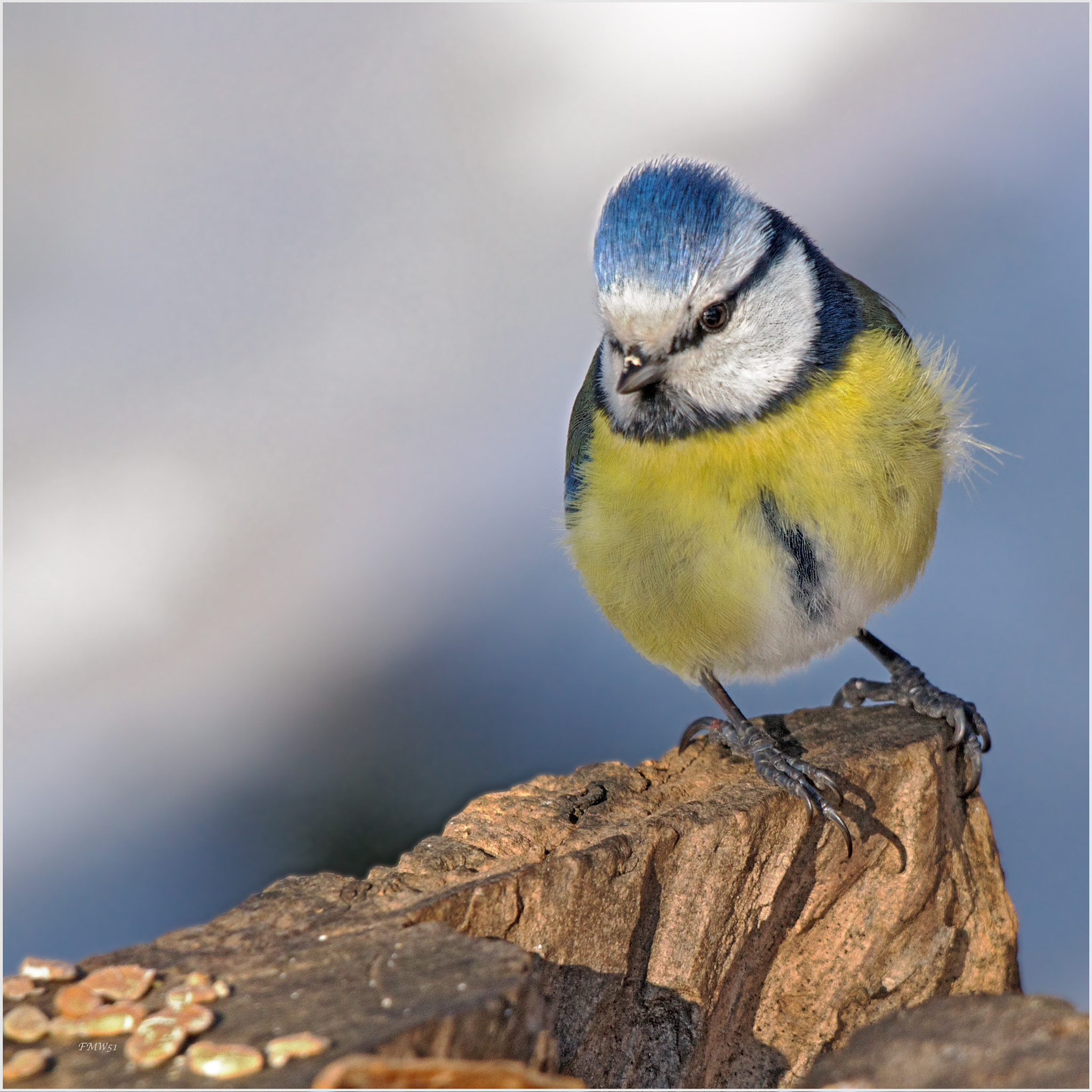 Sony SLT-A55 (SLT-A55V) + Sony 70-400mm F4-5.6 G SSM sample photo. Blue tit photography