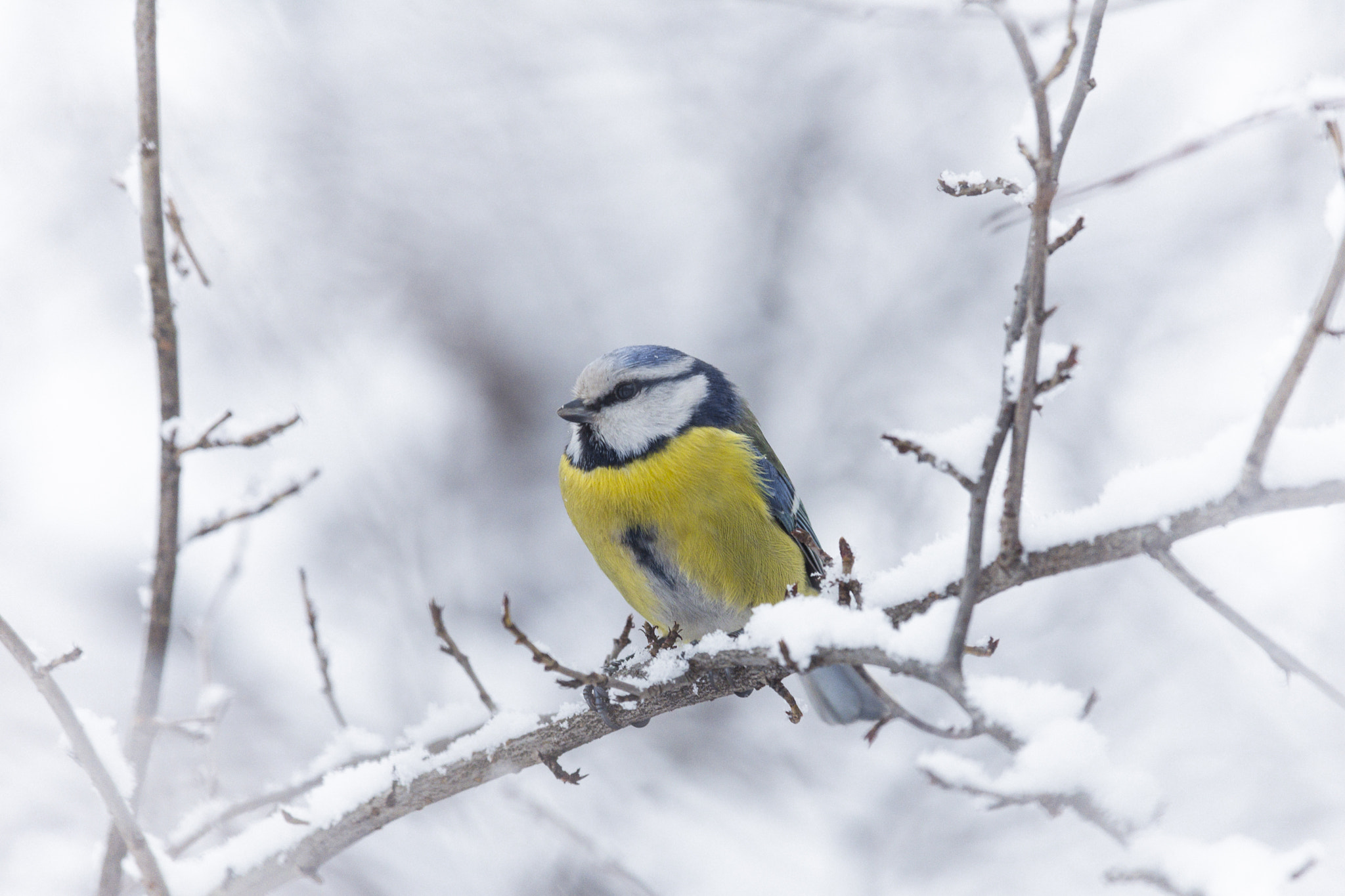 Nikon Nikkor AF-S 300mm F4E PF ED VR sample photo. Eurasian blue tit photography