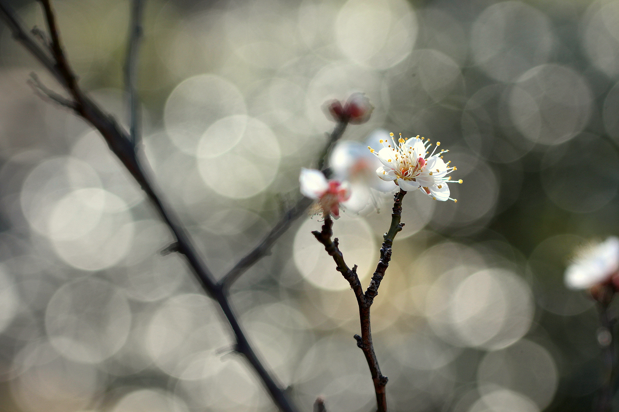 Canon EOS 650D (EOS Rebel T4i / EOS Kiss X6i) sample photo. Japanese apricot photography