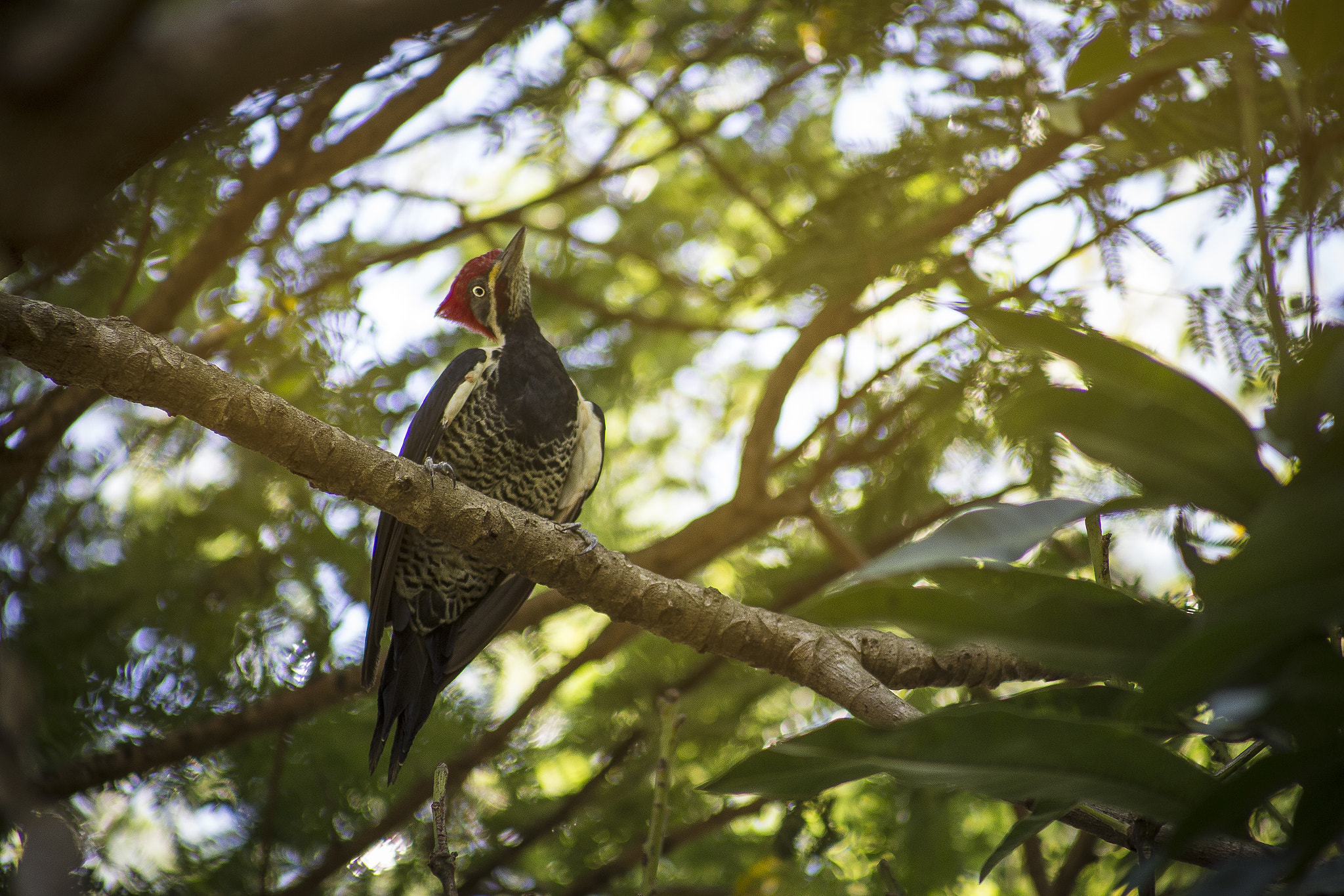 Canon EOS 6D sample photo. Woodpecker photography