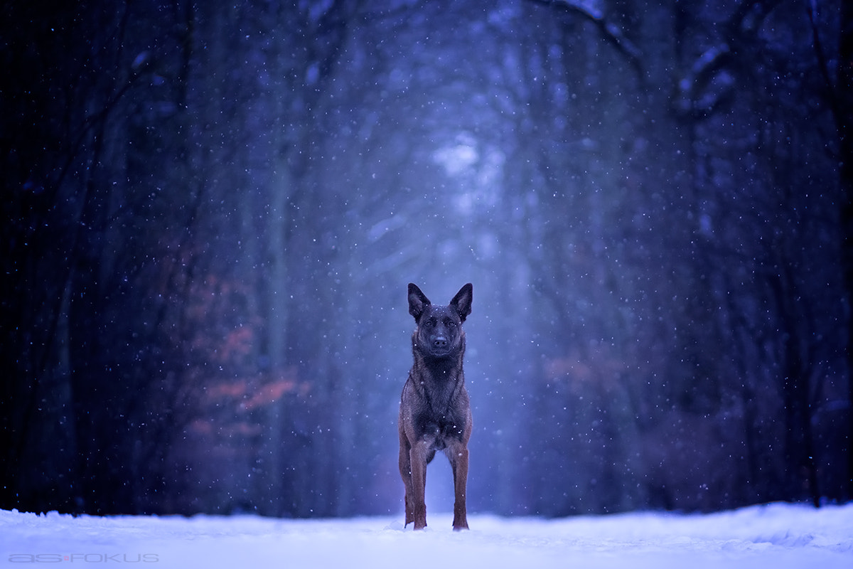 Canon EF 85mm F1.8 USM sample photo. Winter photography