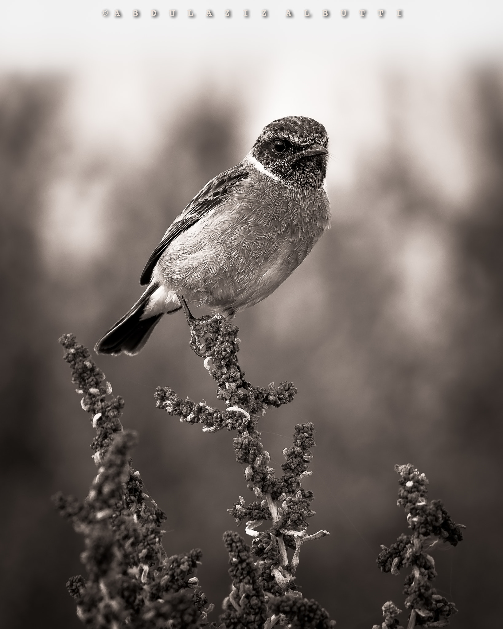 Sigma 150-600mm F5-6.3 DG OS HSM | C sample photo