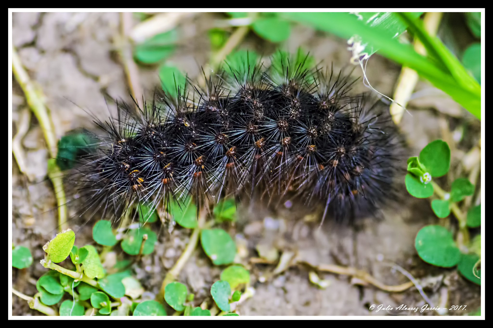 Tamron SP AF 90mm F2.8 Di Macro sample photo. Gata peluda (hylesia nigricans). photography