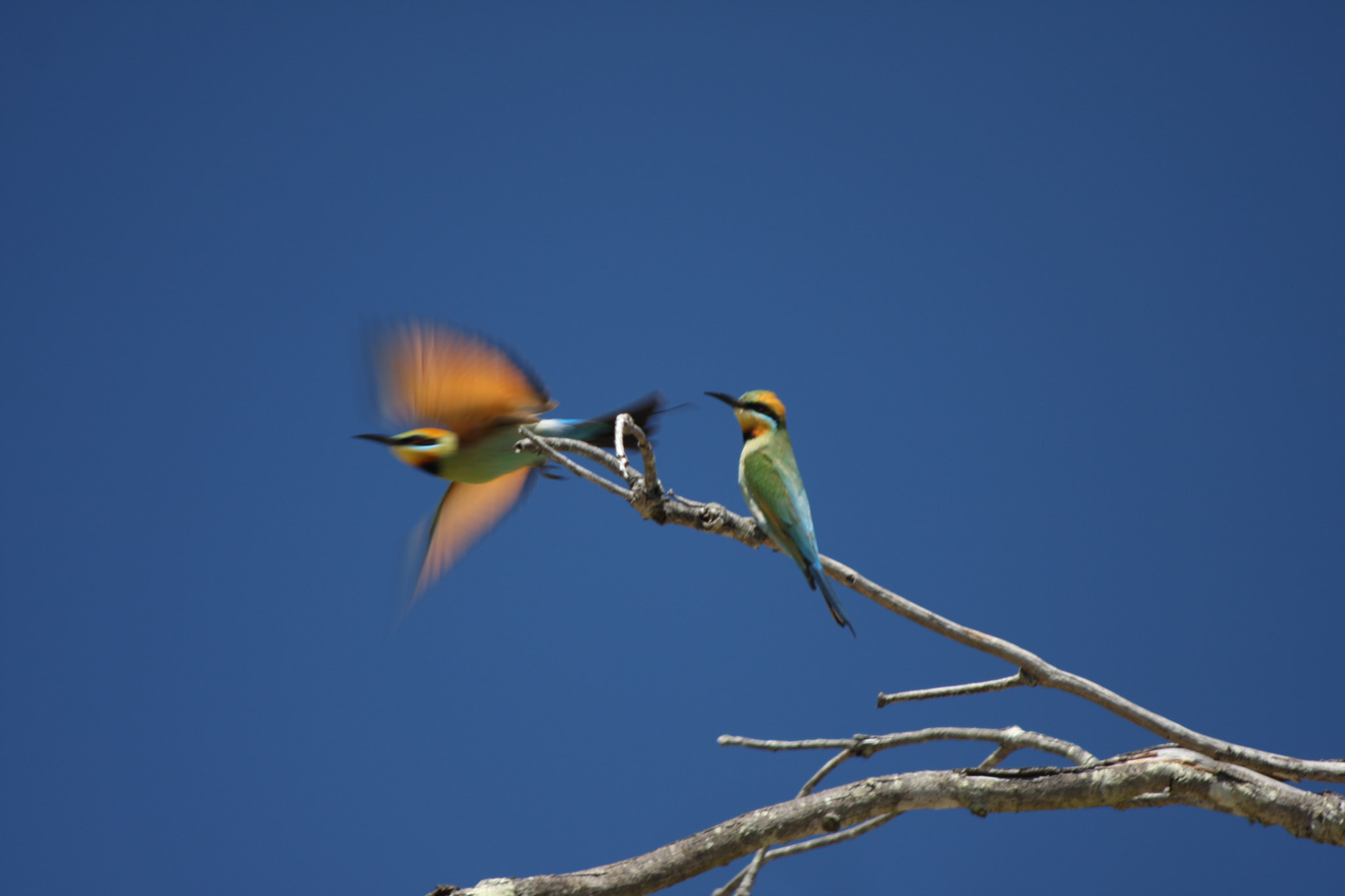 Canon EOS 40D + Canon EF 70-300mm F4-5.6 IS USM sample photo. Rainbow bee-eaters photography